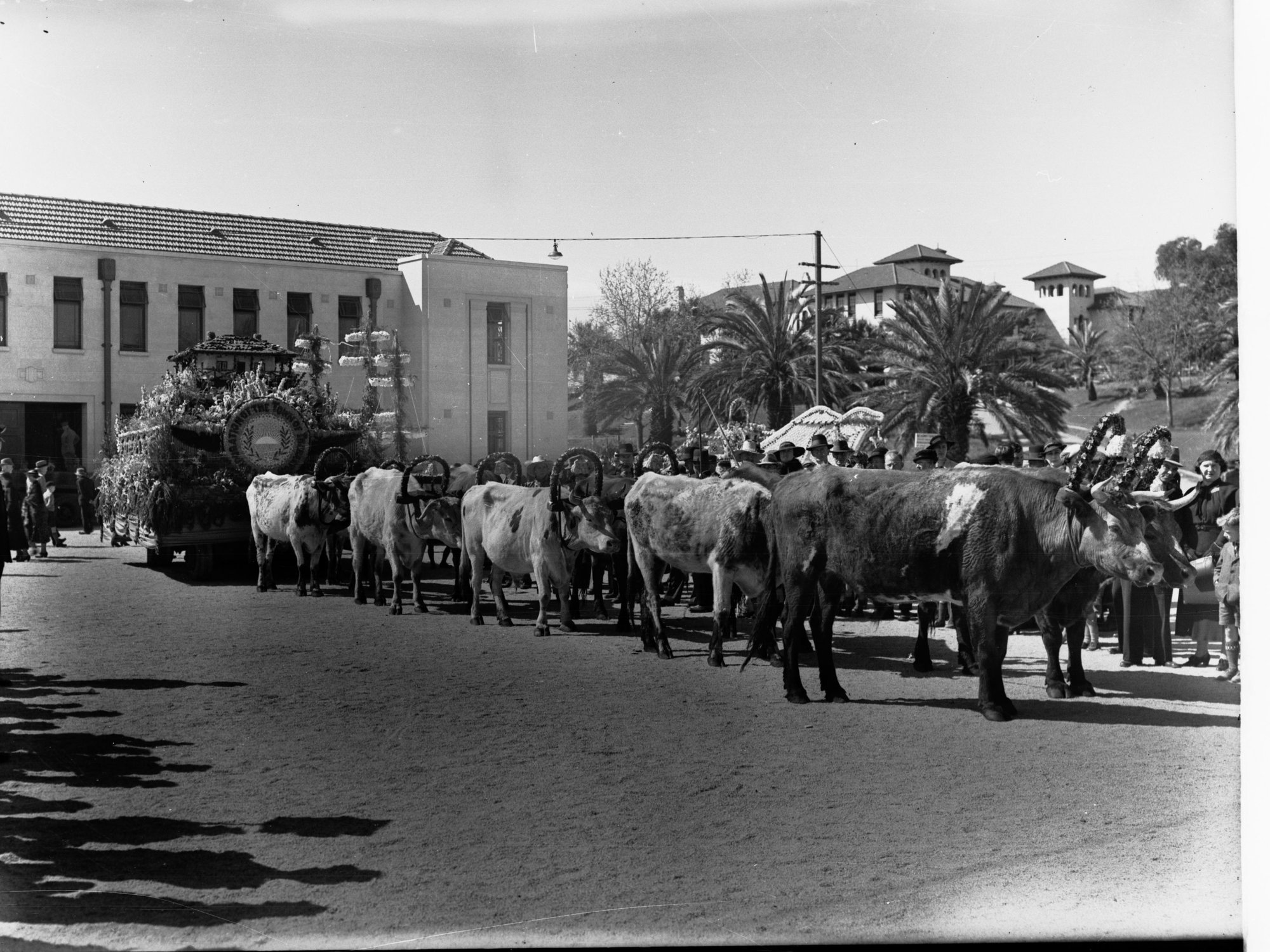Adelaide Centenary float for floral pageant.  Federation of the town of Thebarton float pulled by bullocks