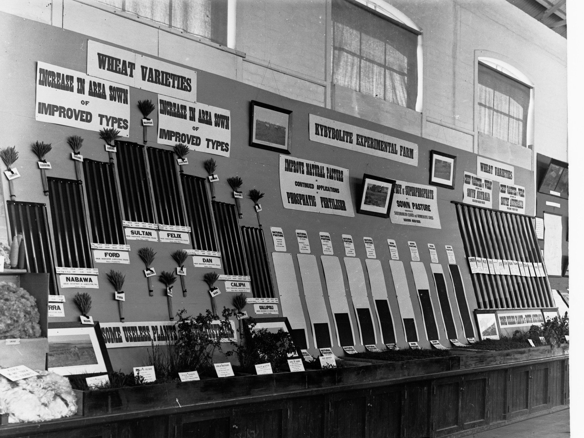Wheat Exhibit Agricultural Hall Royal Adelaide Show