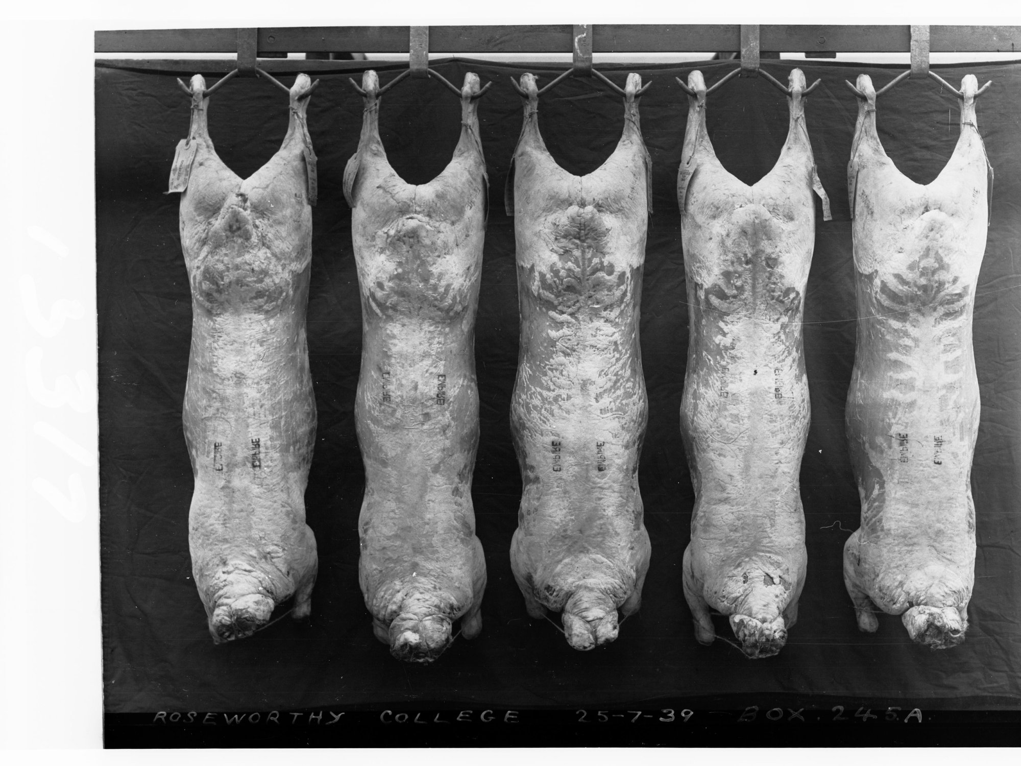 Carcases hanging in cool room - Roseworthy Agricultural College