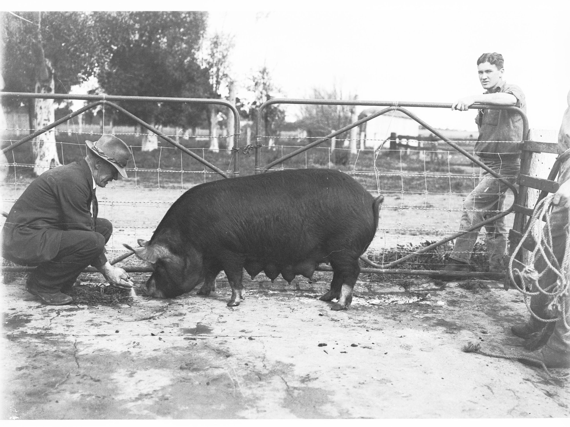 Man feeding a sow
