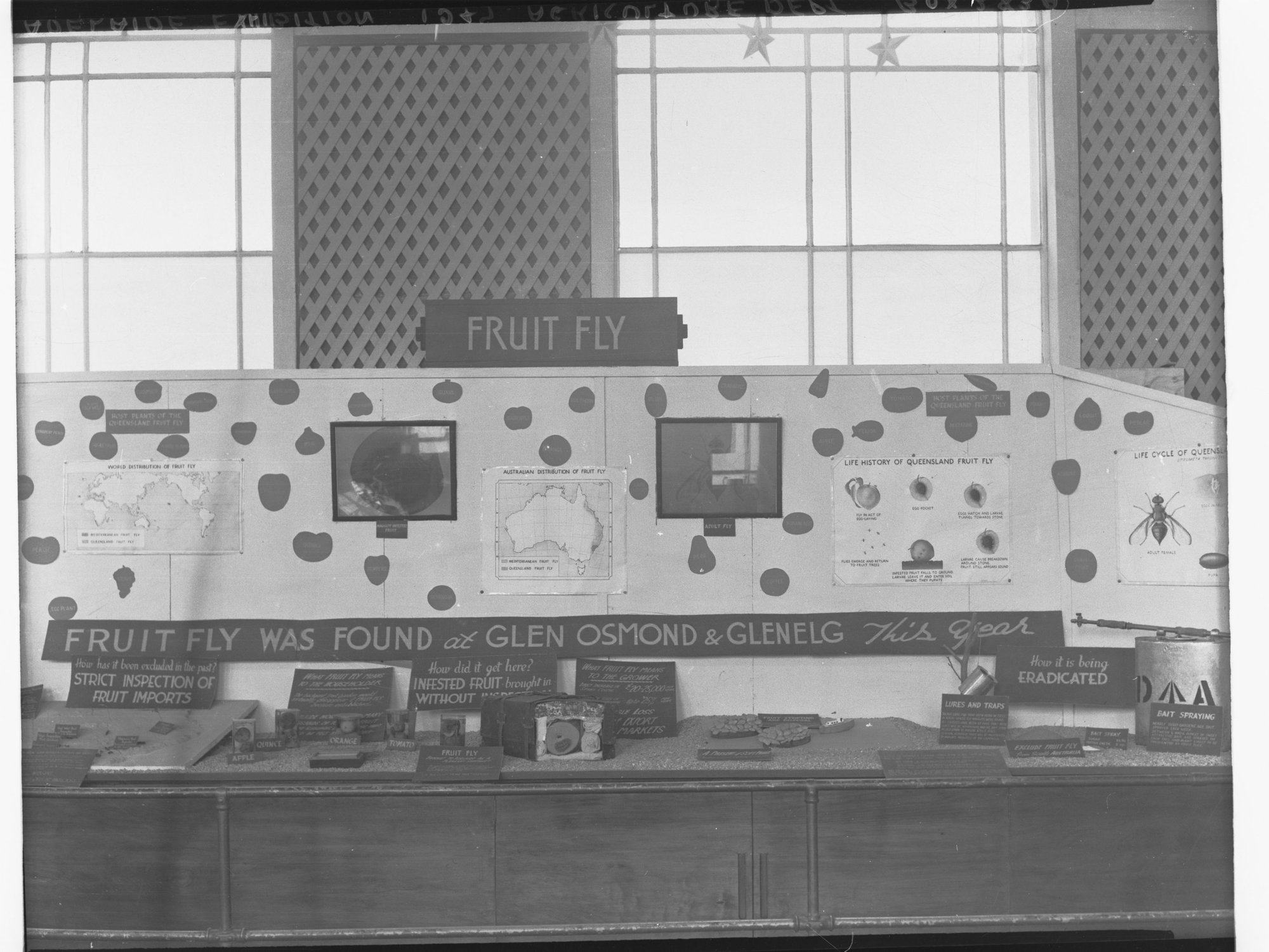 Adelaide Exhibition - Department of Agiculture - Fruit Fly