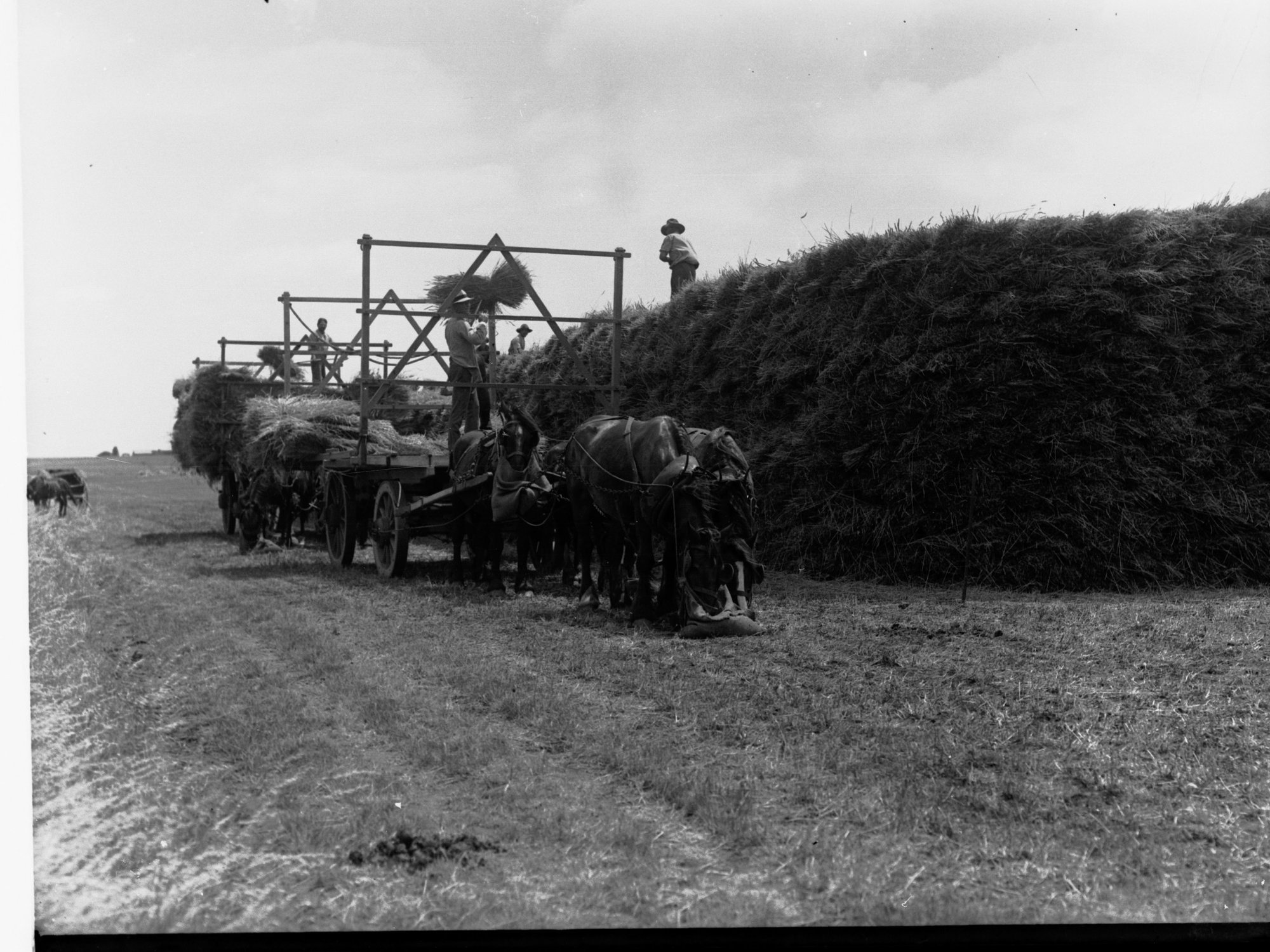 Haystack Making at Turretfield