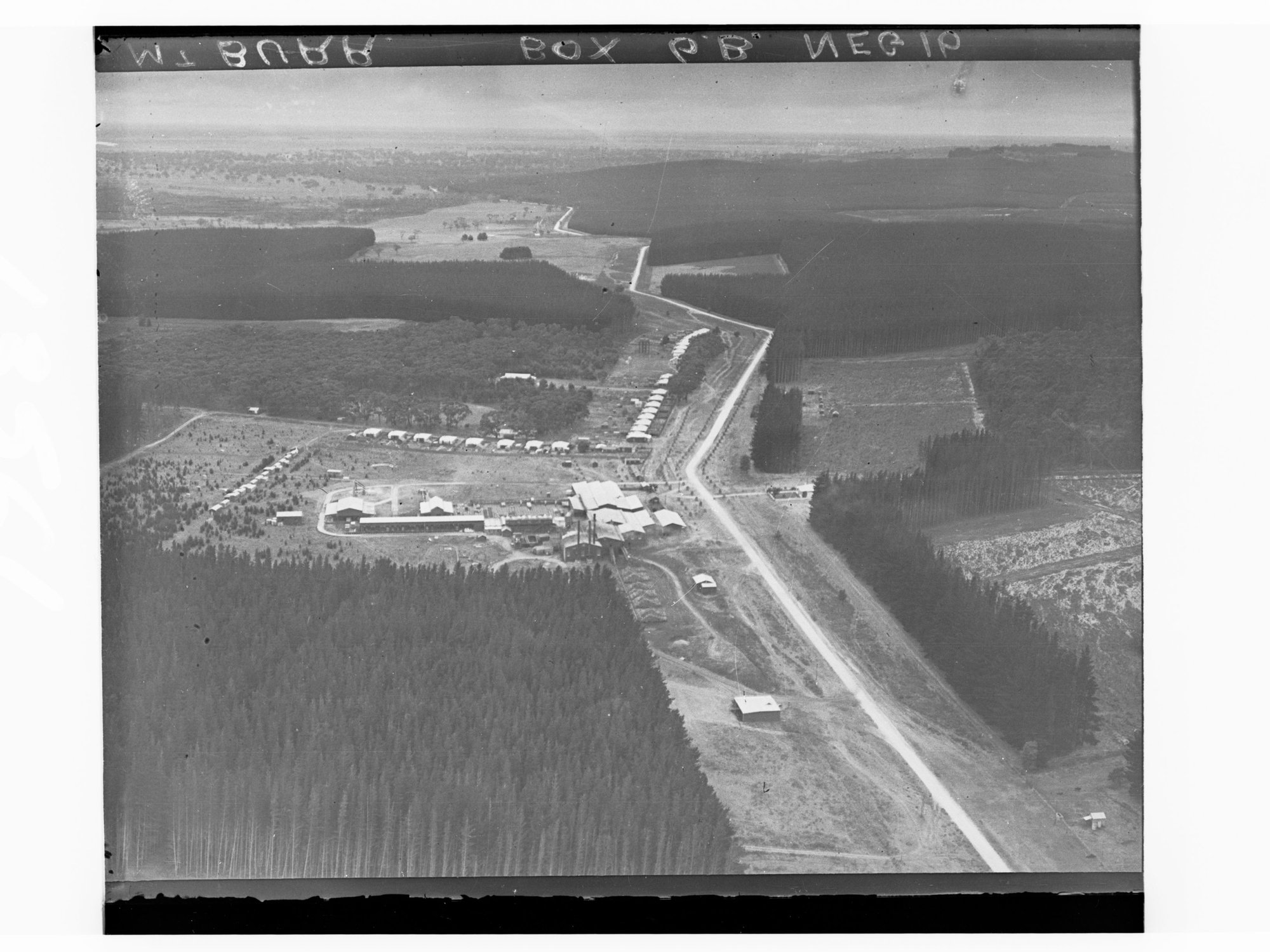 Pine Forests - Mount Burr