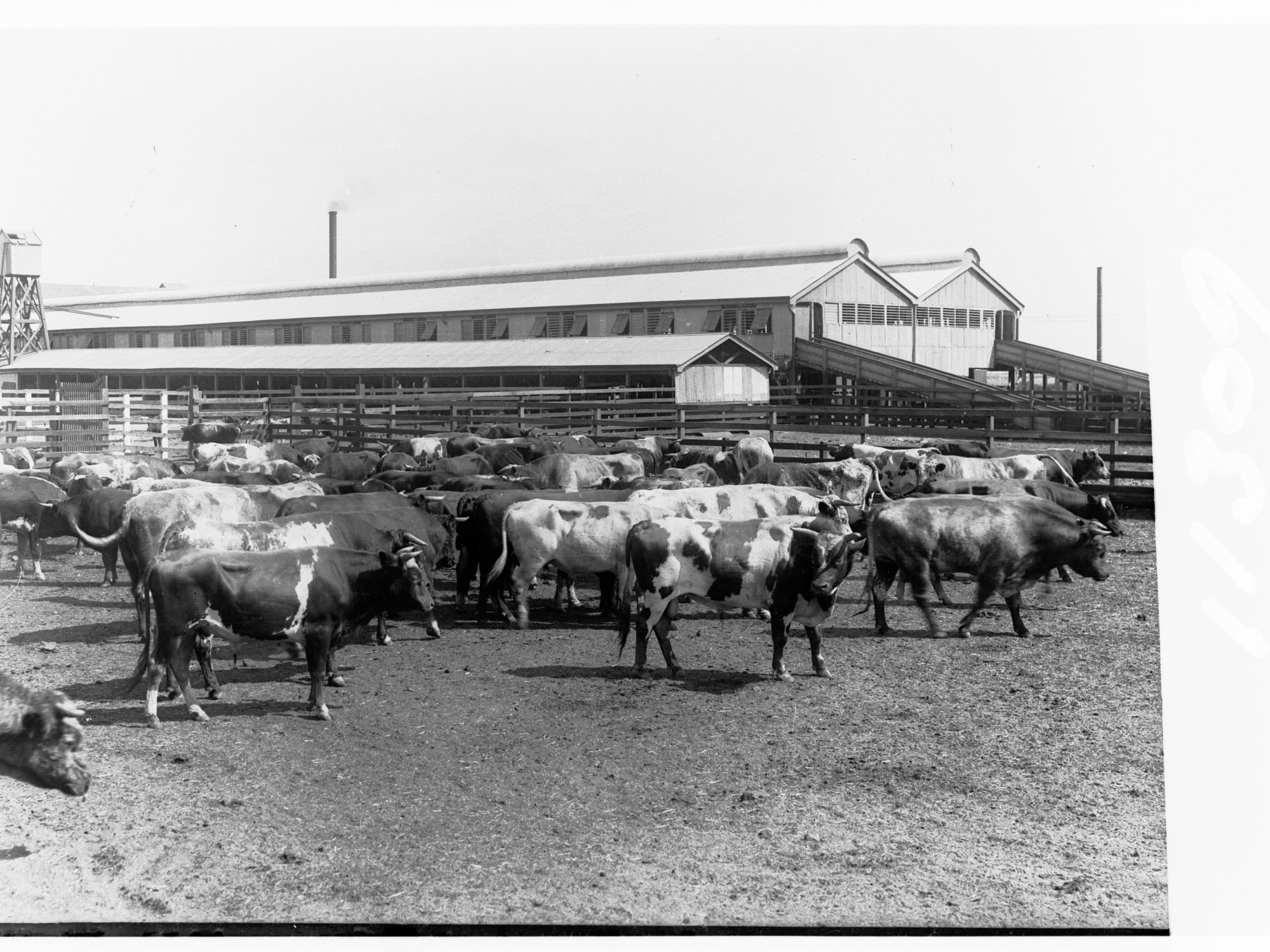 Cattle yarded - government produce export depot