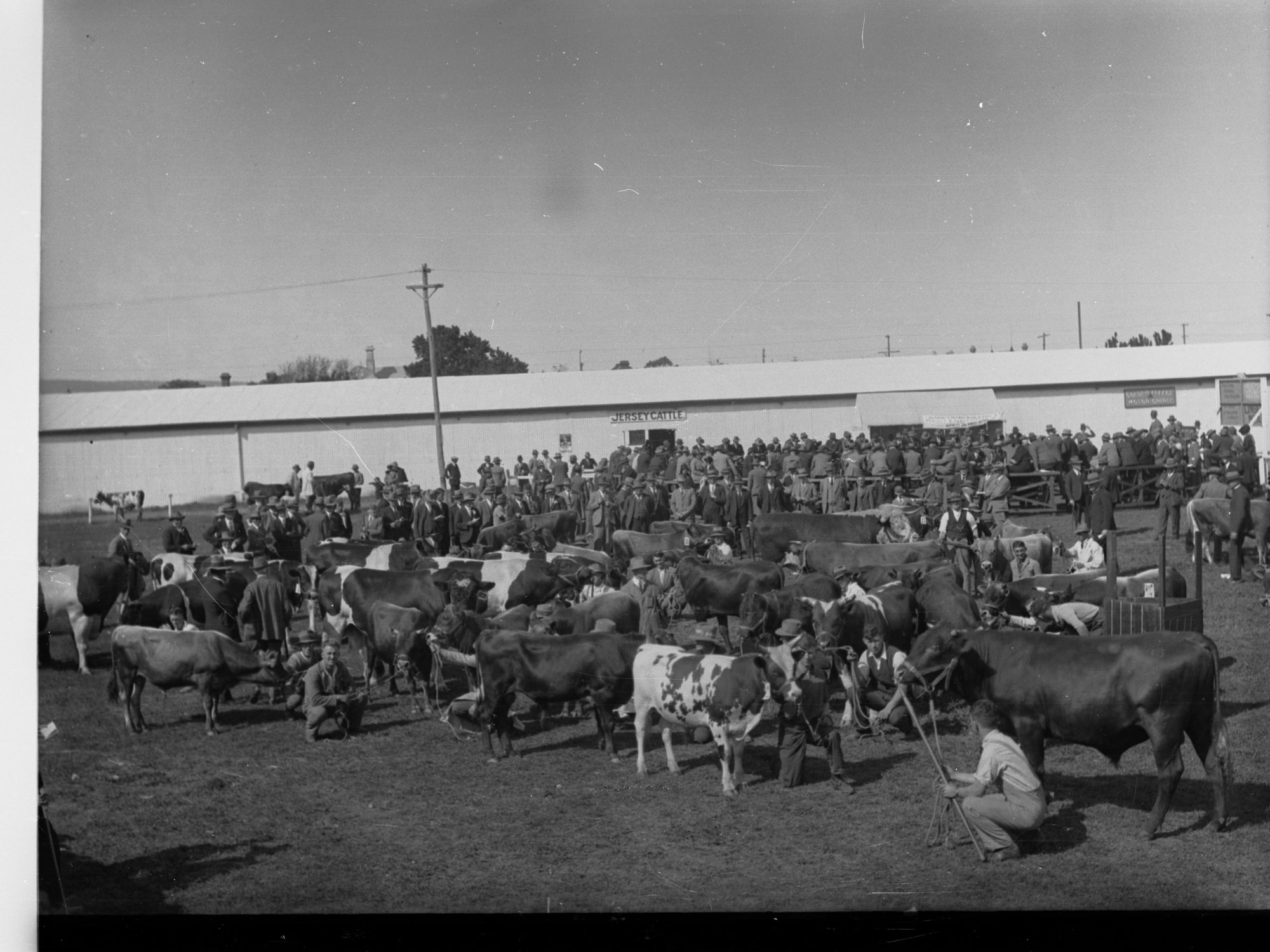 Cattle on exhibition - Royal Adelaide Show