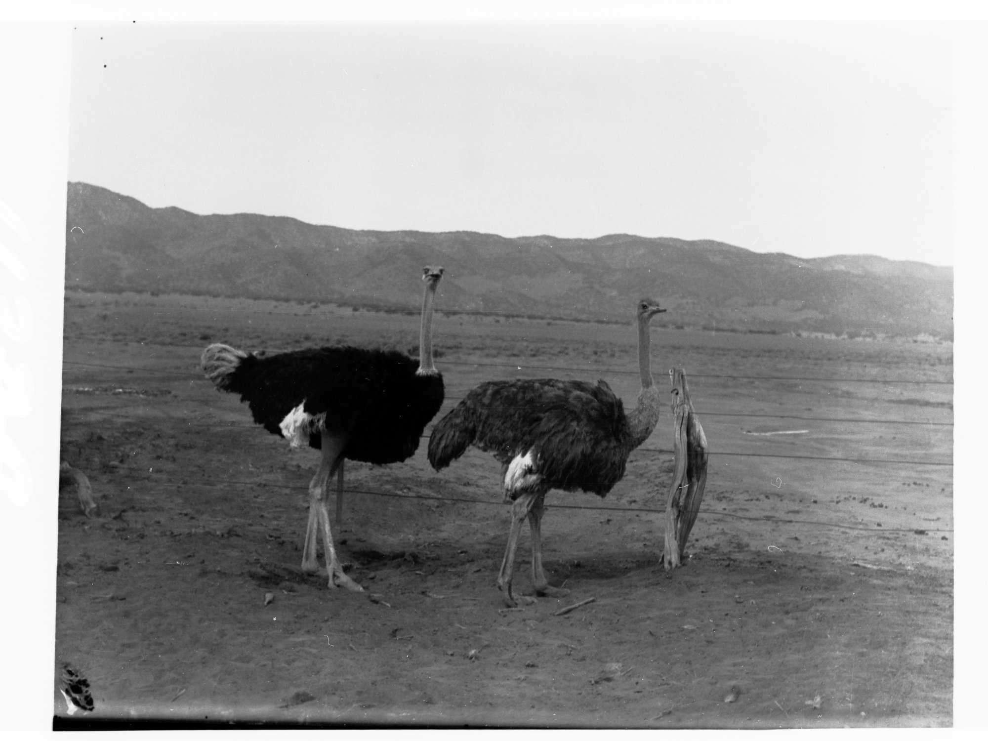Two Ostriches near a fence