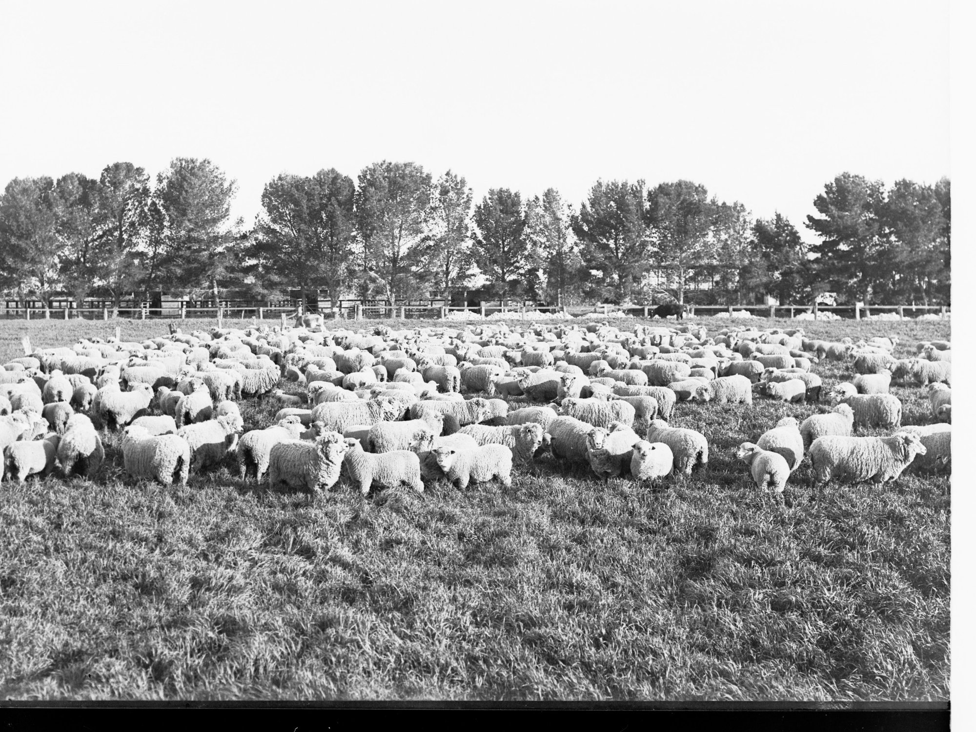 Roseworthy Showing Sheep in a Paddock and Fencing Enclosures