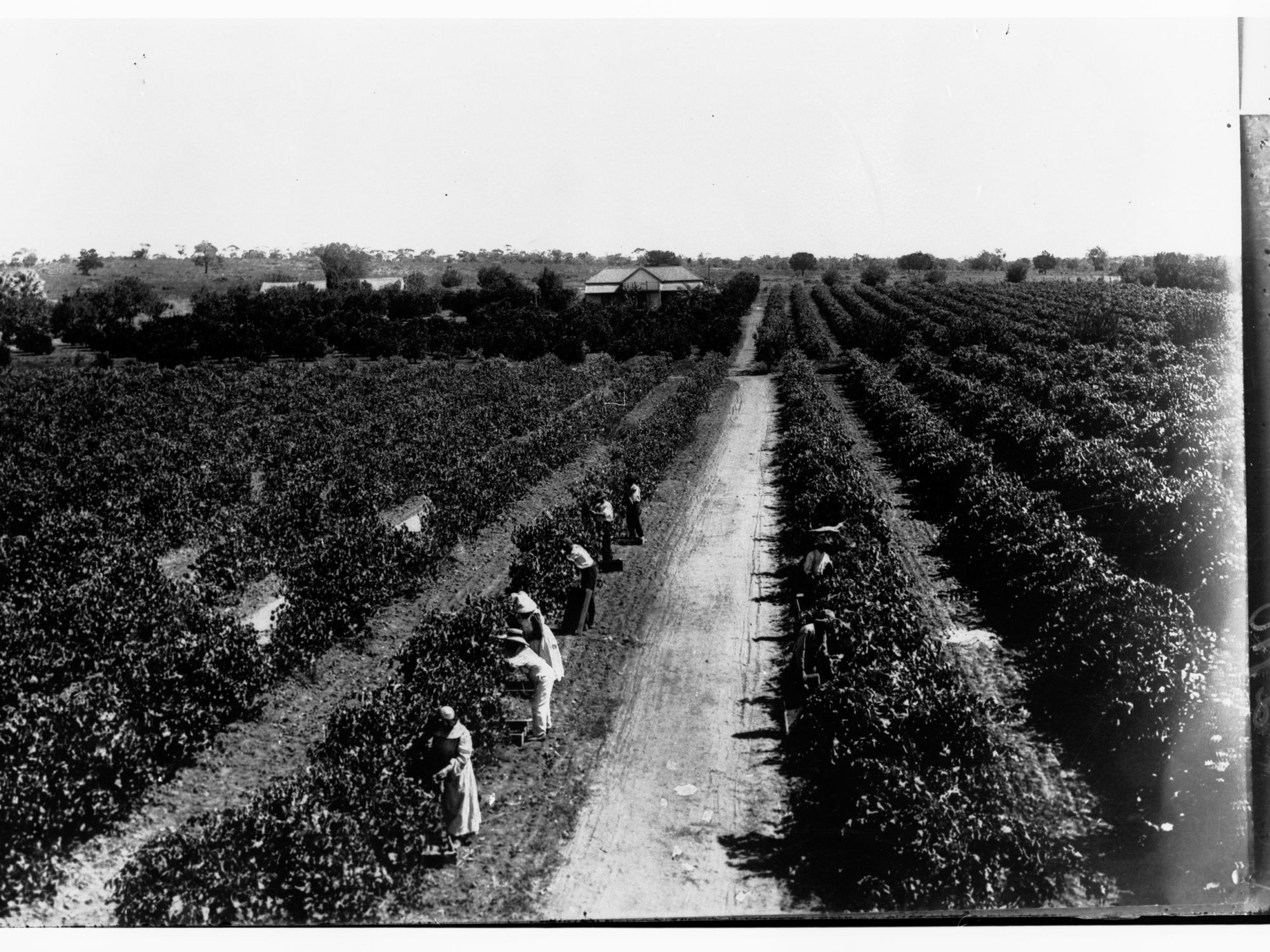 Grape Picking at Renmark
