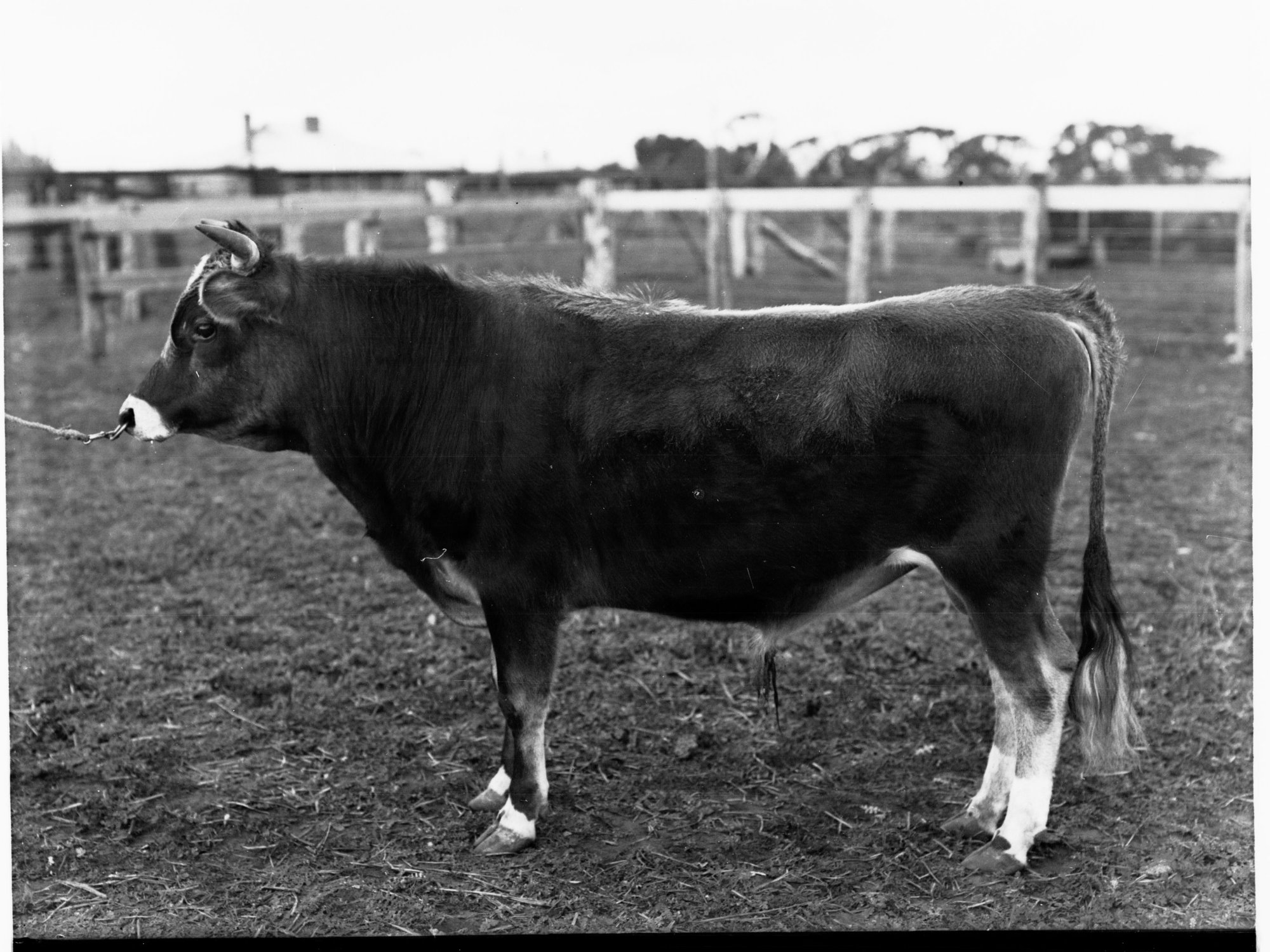 Bull - Roseworthy College