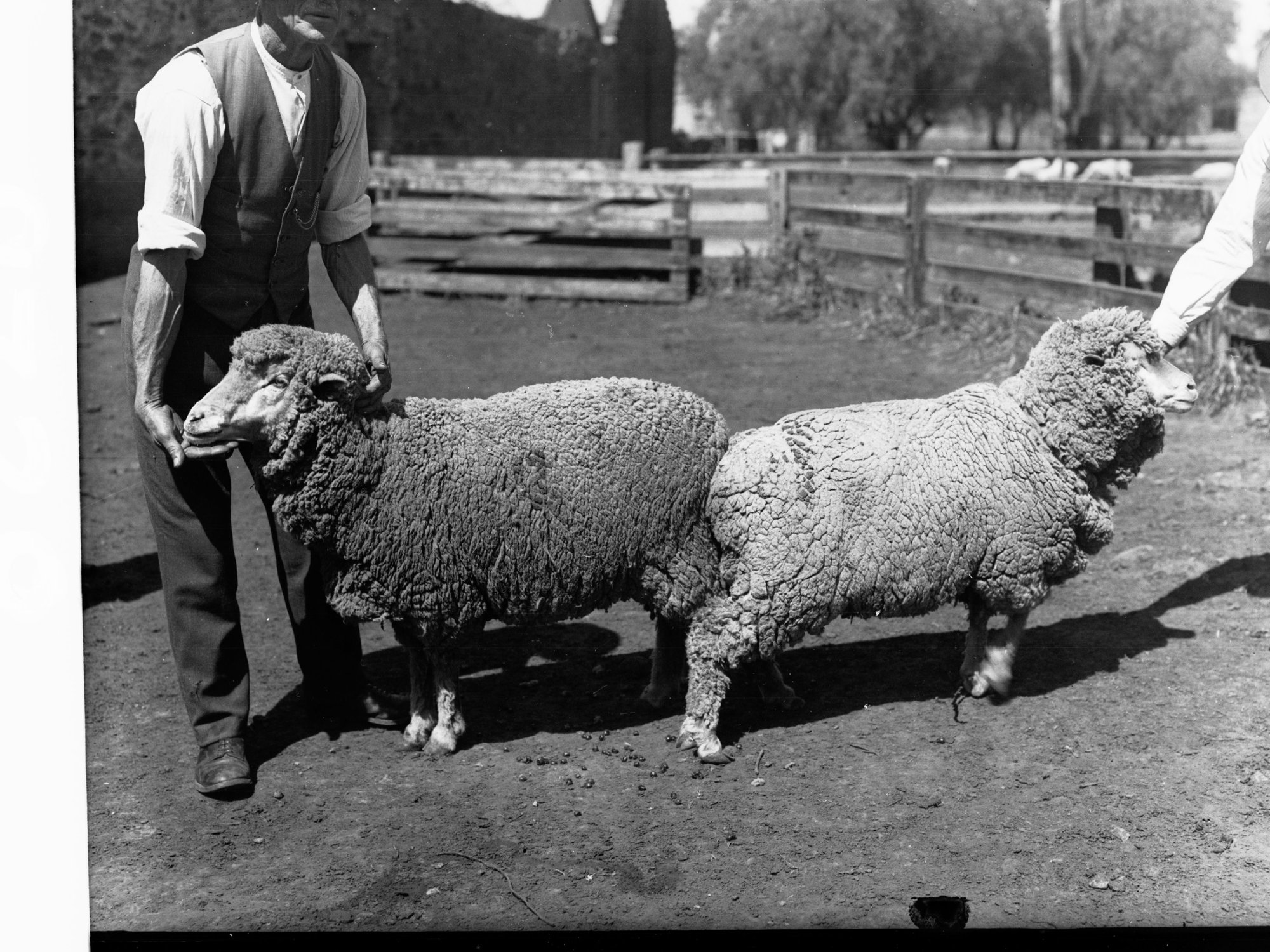 Agricultural Department Turretfield Showing Men Examining  Sheep