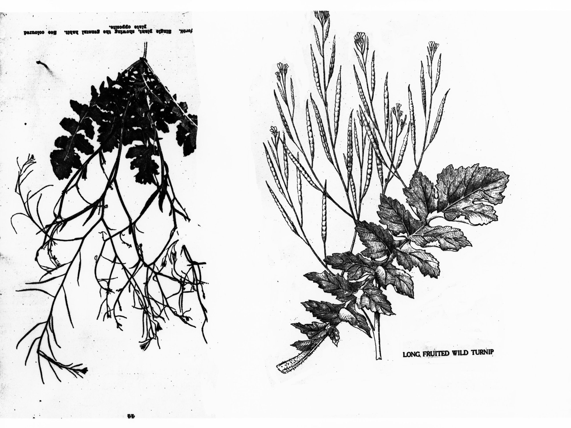 Drawings of Weeds