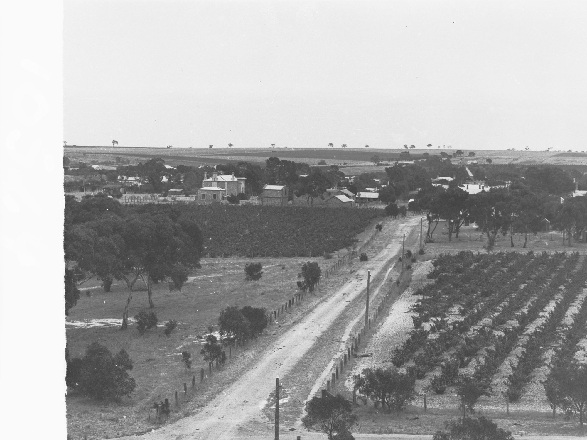 Tanunda township showing vineyards
