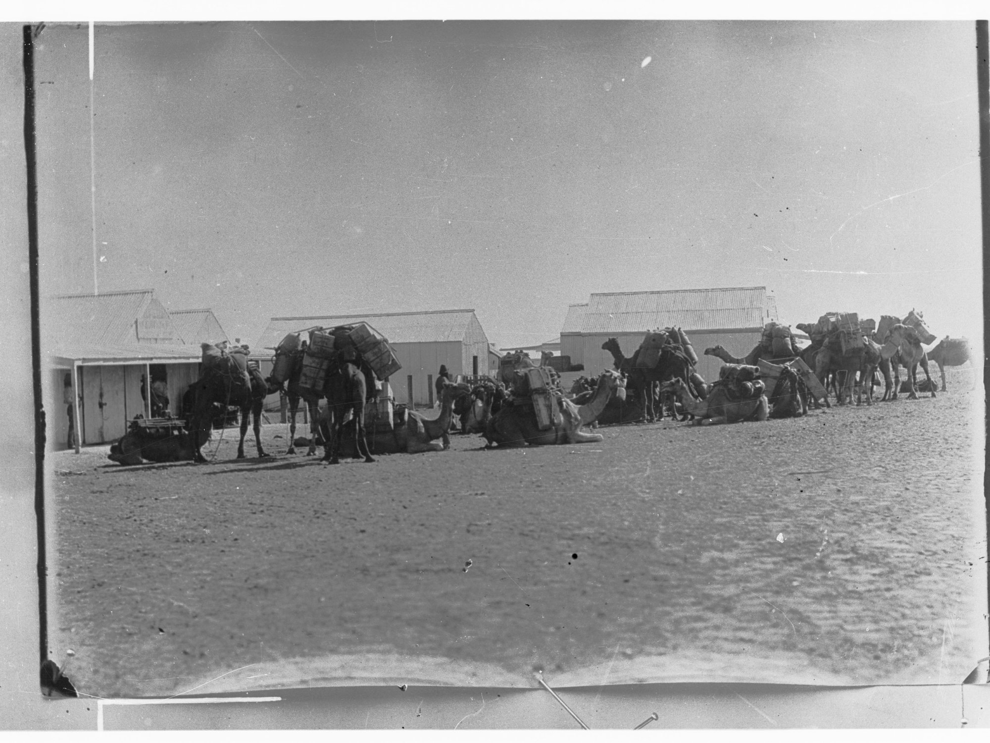 Northern Territory - camels loaded up with goods