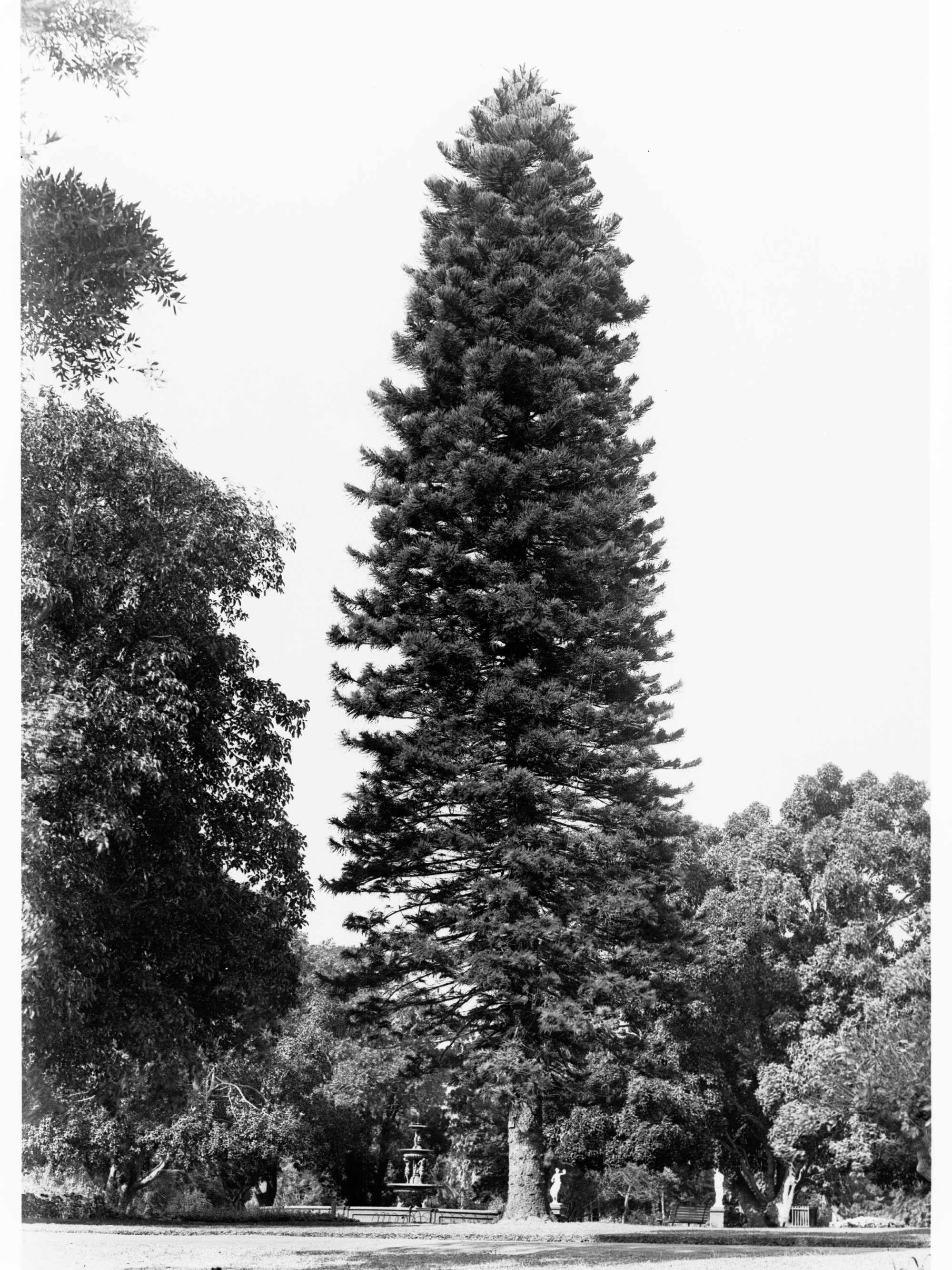 Araucaria Cookii  Specimen,  Botanic Gardens