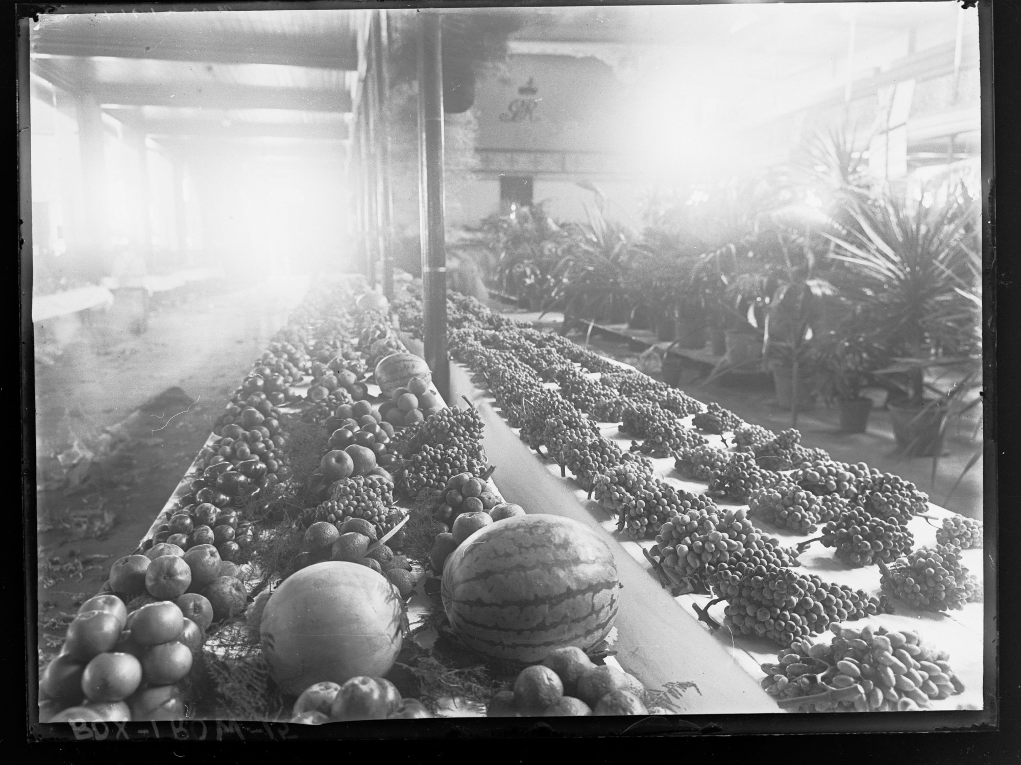 Show Exhibit of Fruit, Vegetables and Plants