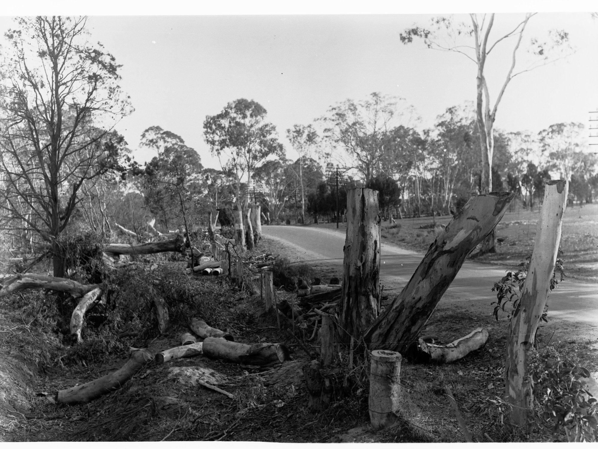Bush scene, Sandy Creek and Lyndoch