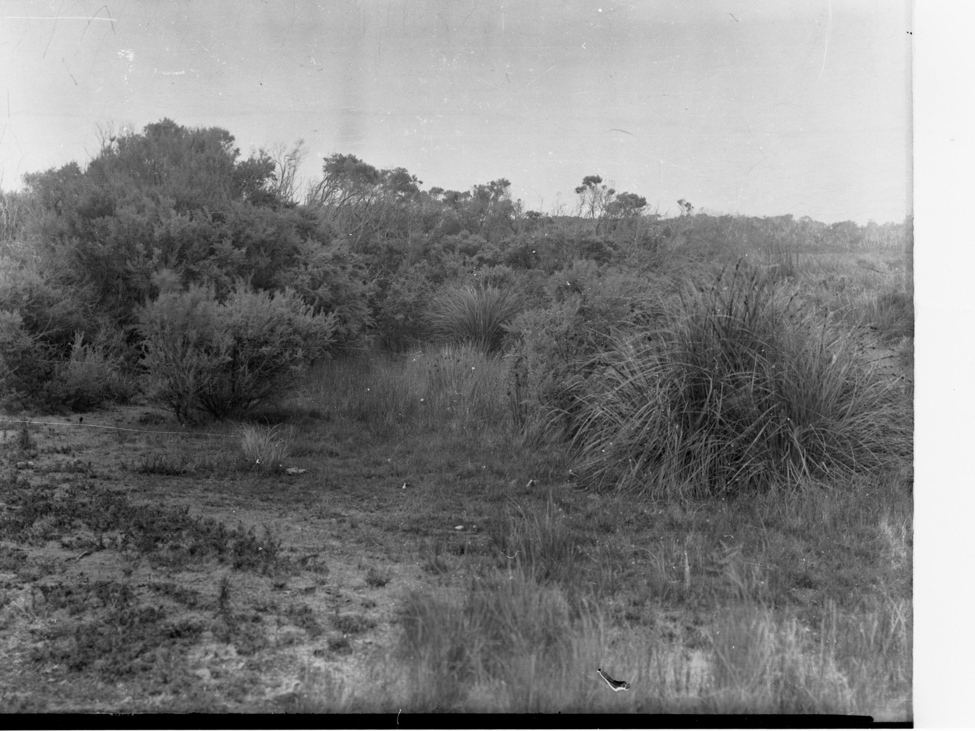 South East drainage at Ti Tree Swamp