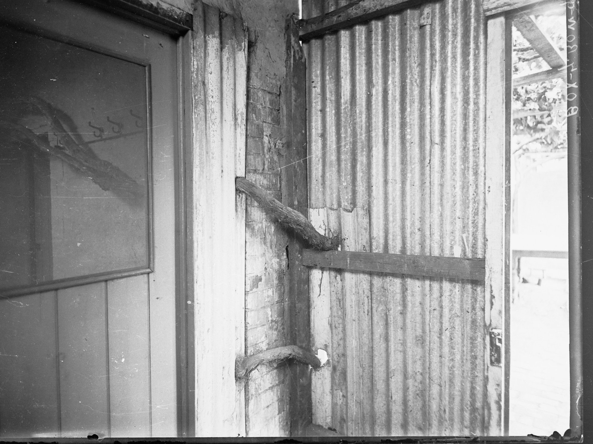 Vine growing on house at Brighton
