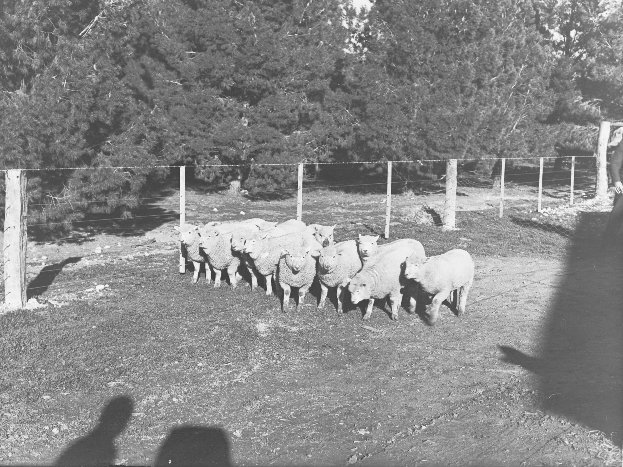 Sheep at Roseworthy College