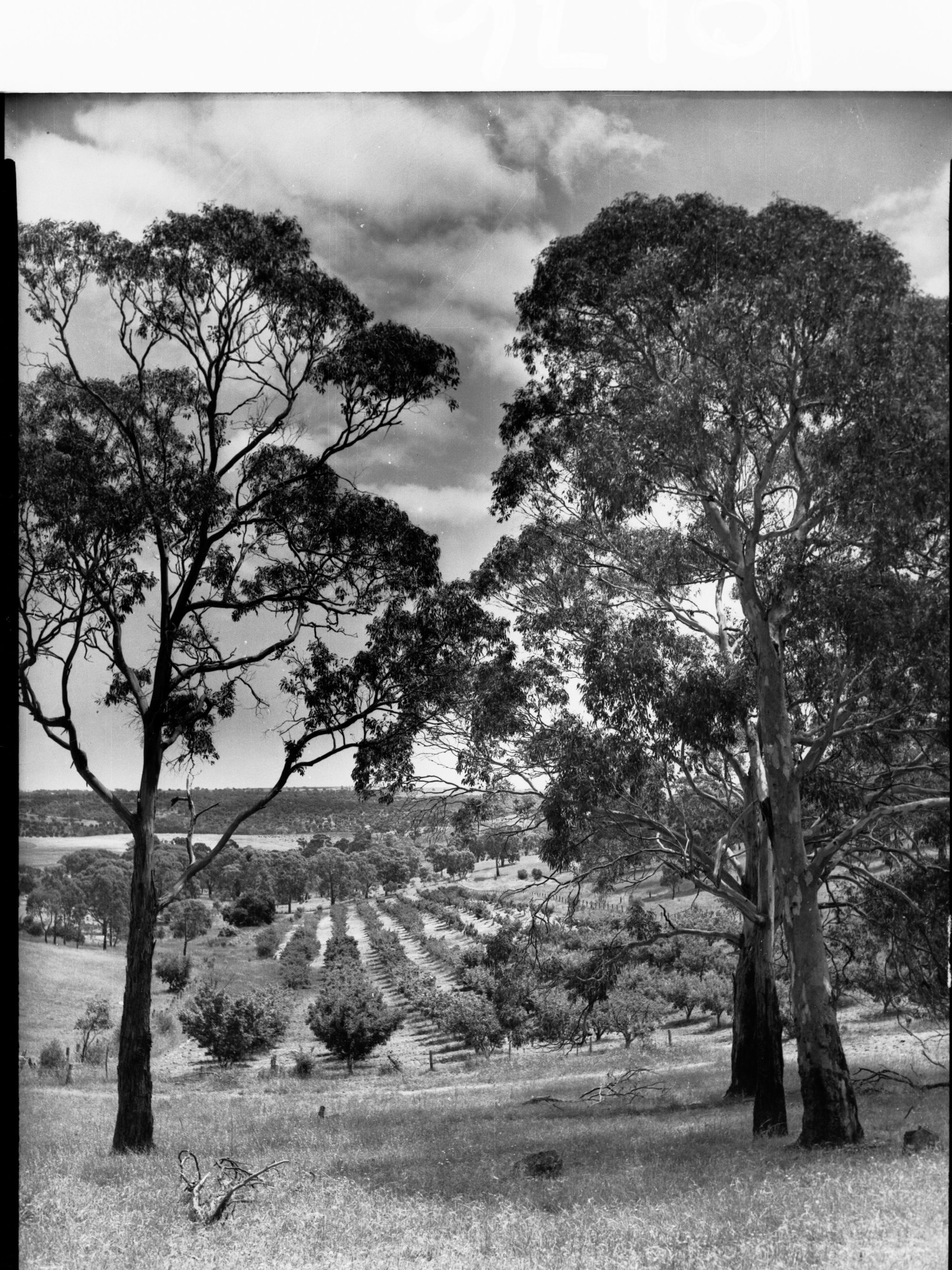 Orchard at Minda Home's Craigburn Farm, 1945