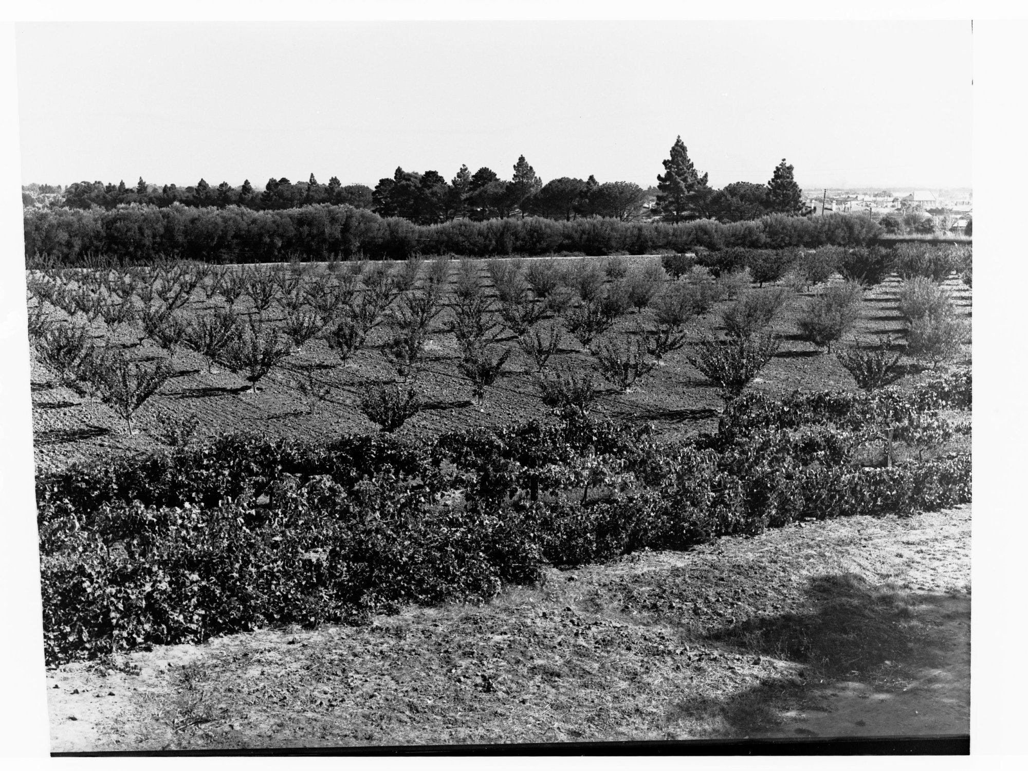 Urrbrae Agricultural College showing orchard