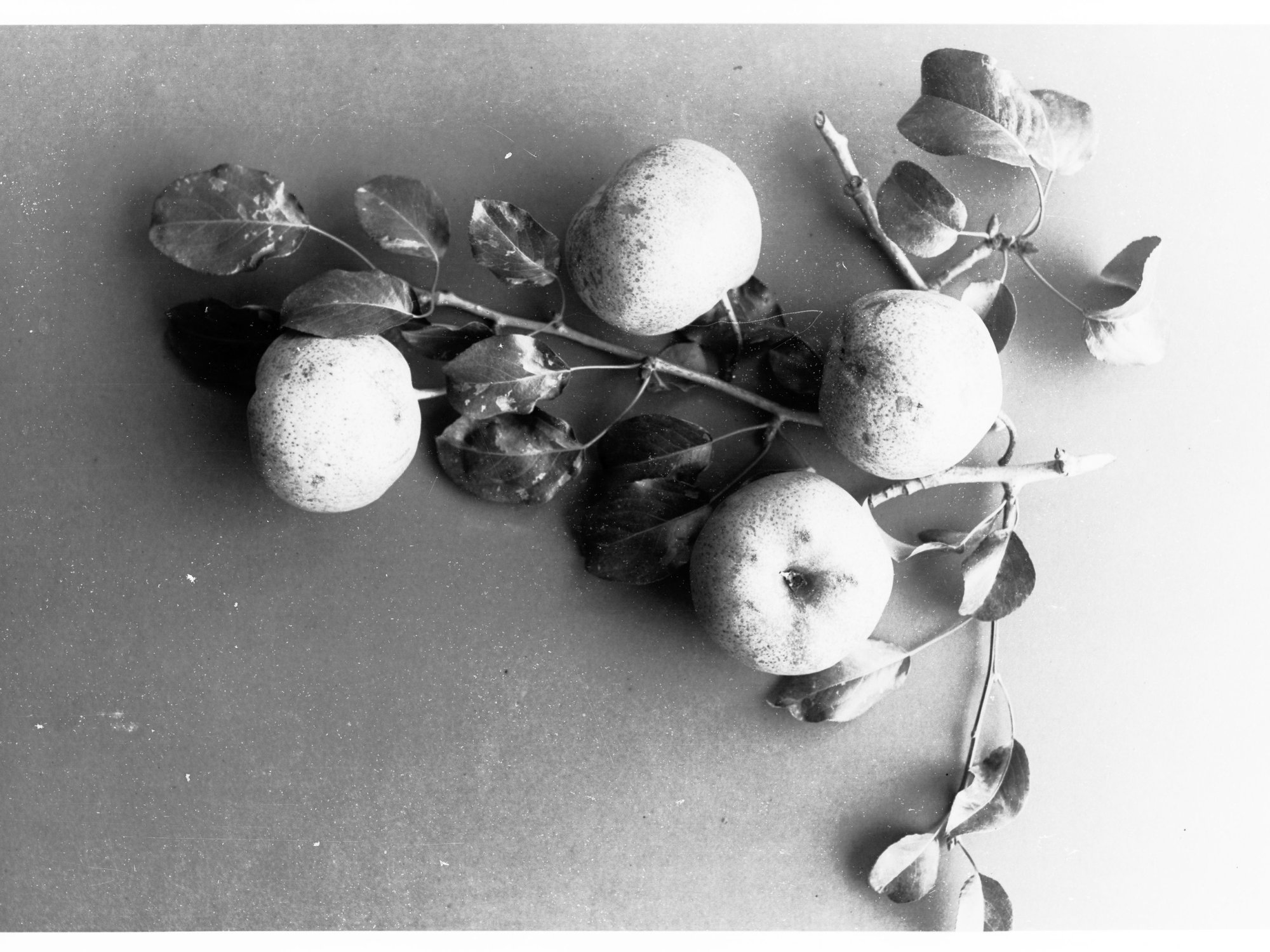 Branch With Some Apples