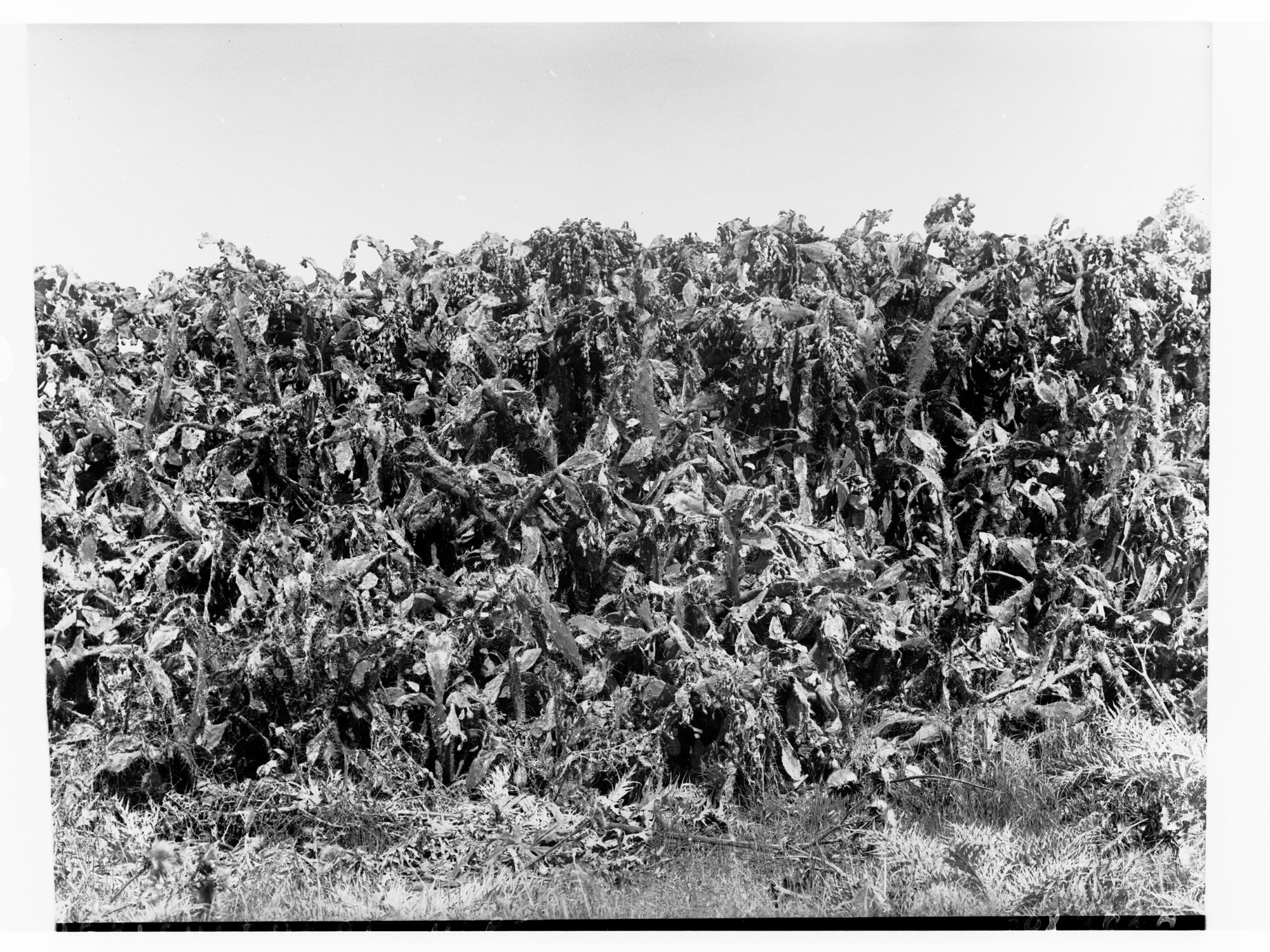 Man standing in a field of prickly pear