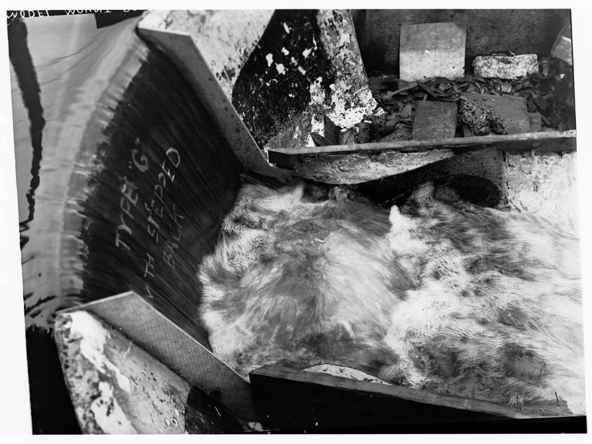 Model of Mount Bold Reservoir taken at Kent Town