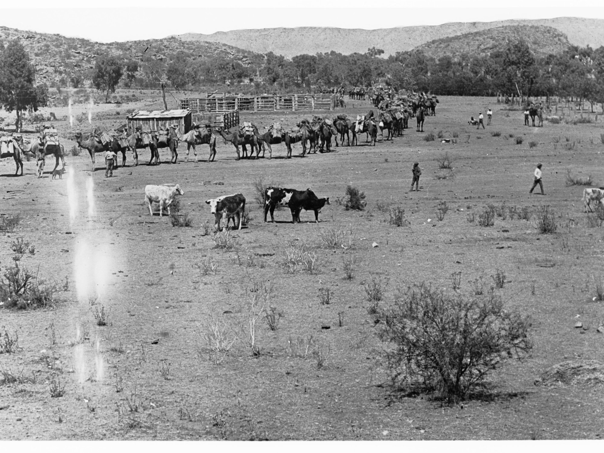 Undoolya Station, MacDonnell Ranges - Northern Territory (shows cattle and camels)