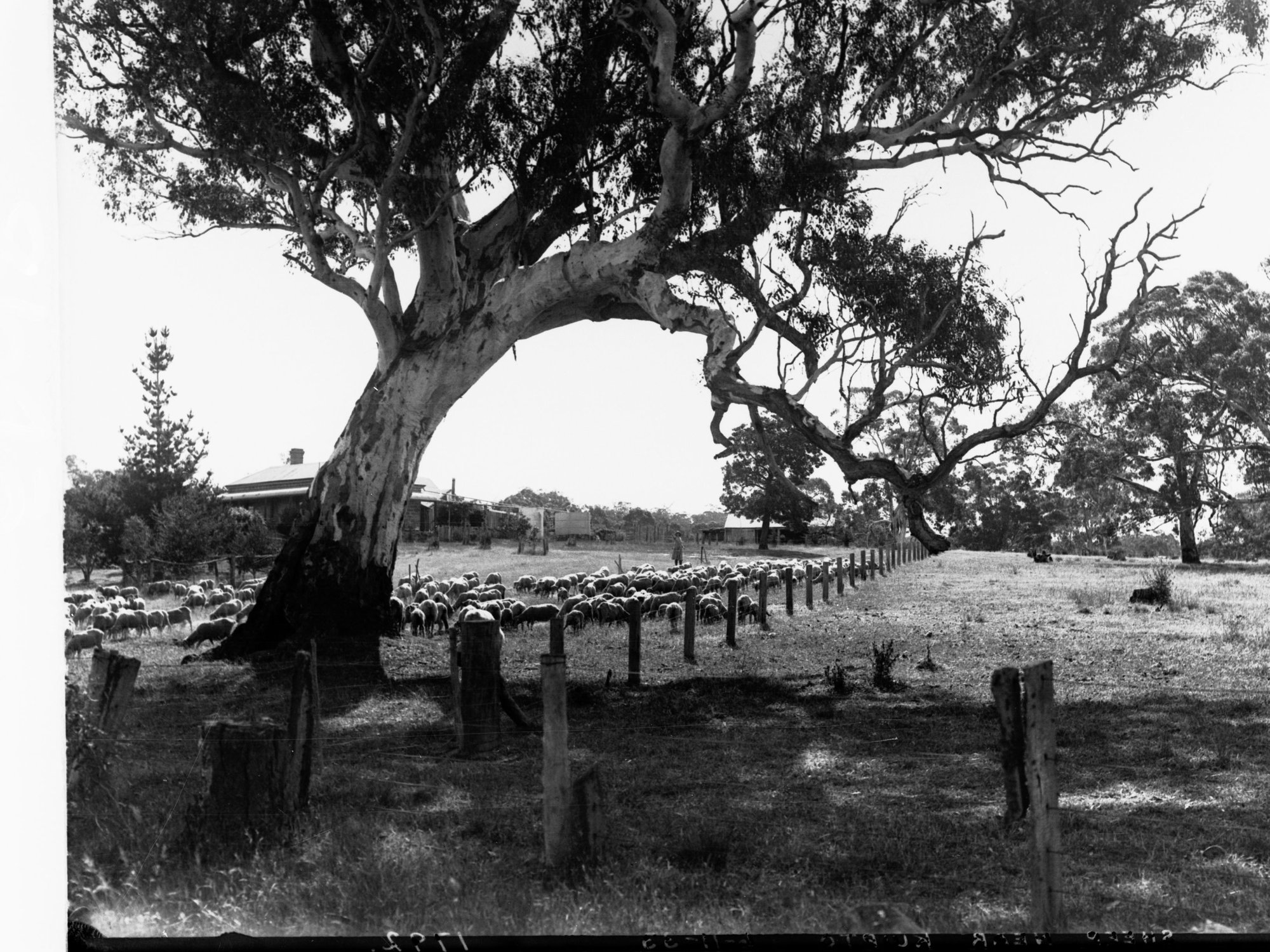 Sheep Station Near Kuitpo
