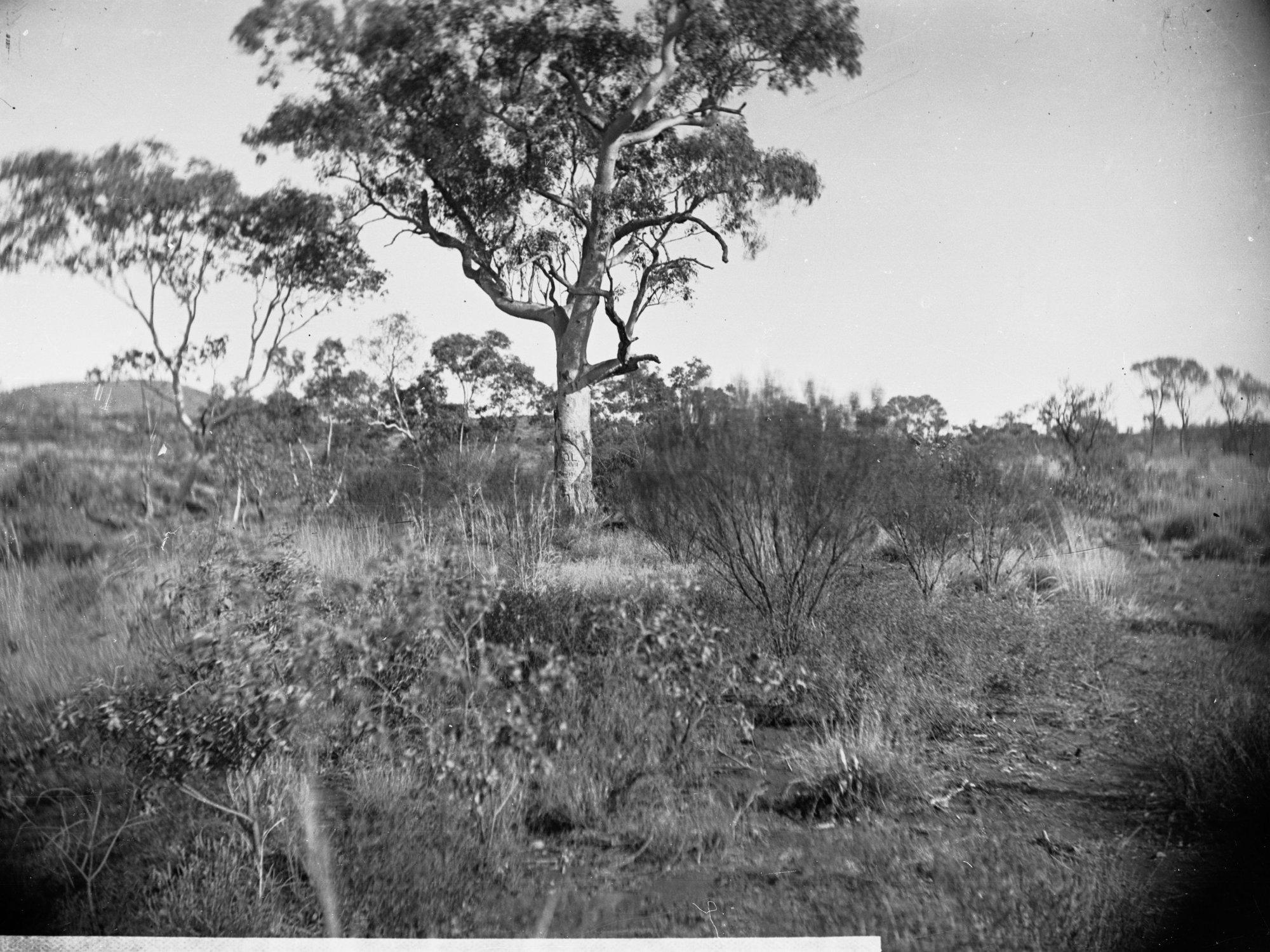 Bush Scene Elder Expedition