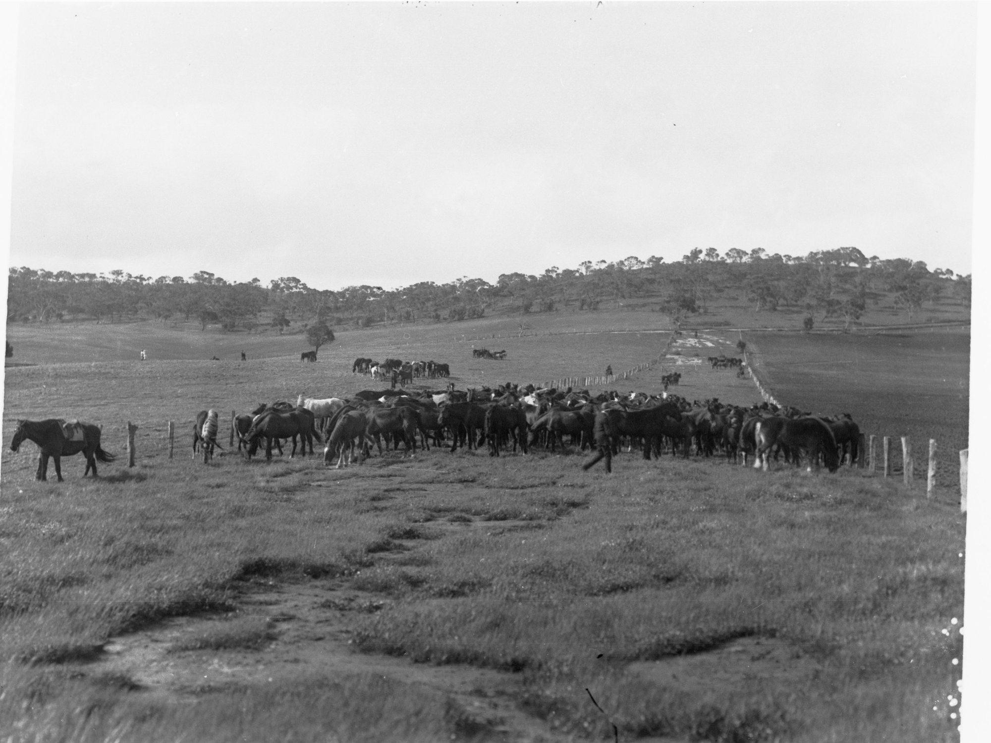Mob of horses at Kapunda, South Australia
