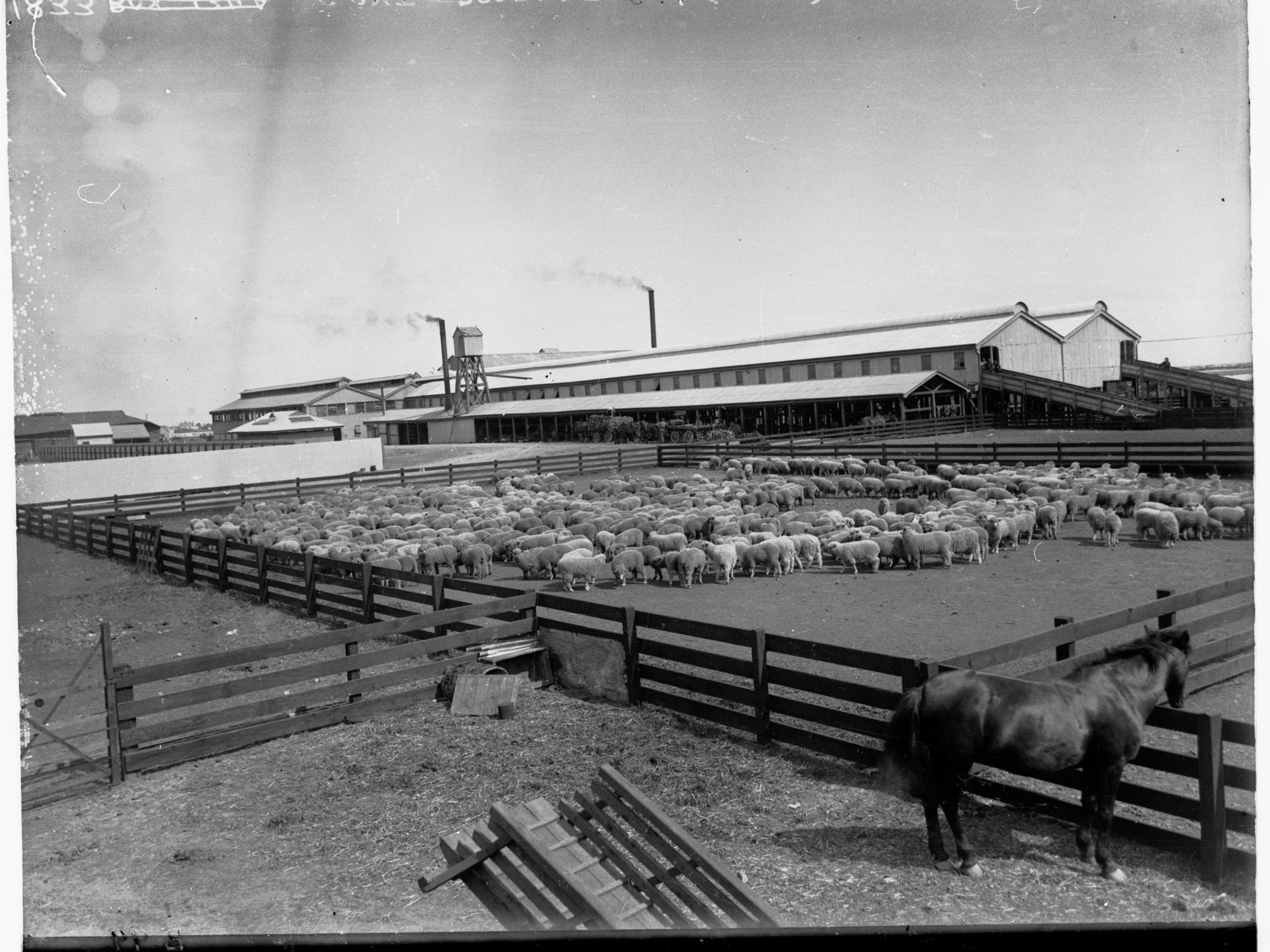 Sheep Yard at Government Produce Yard