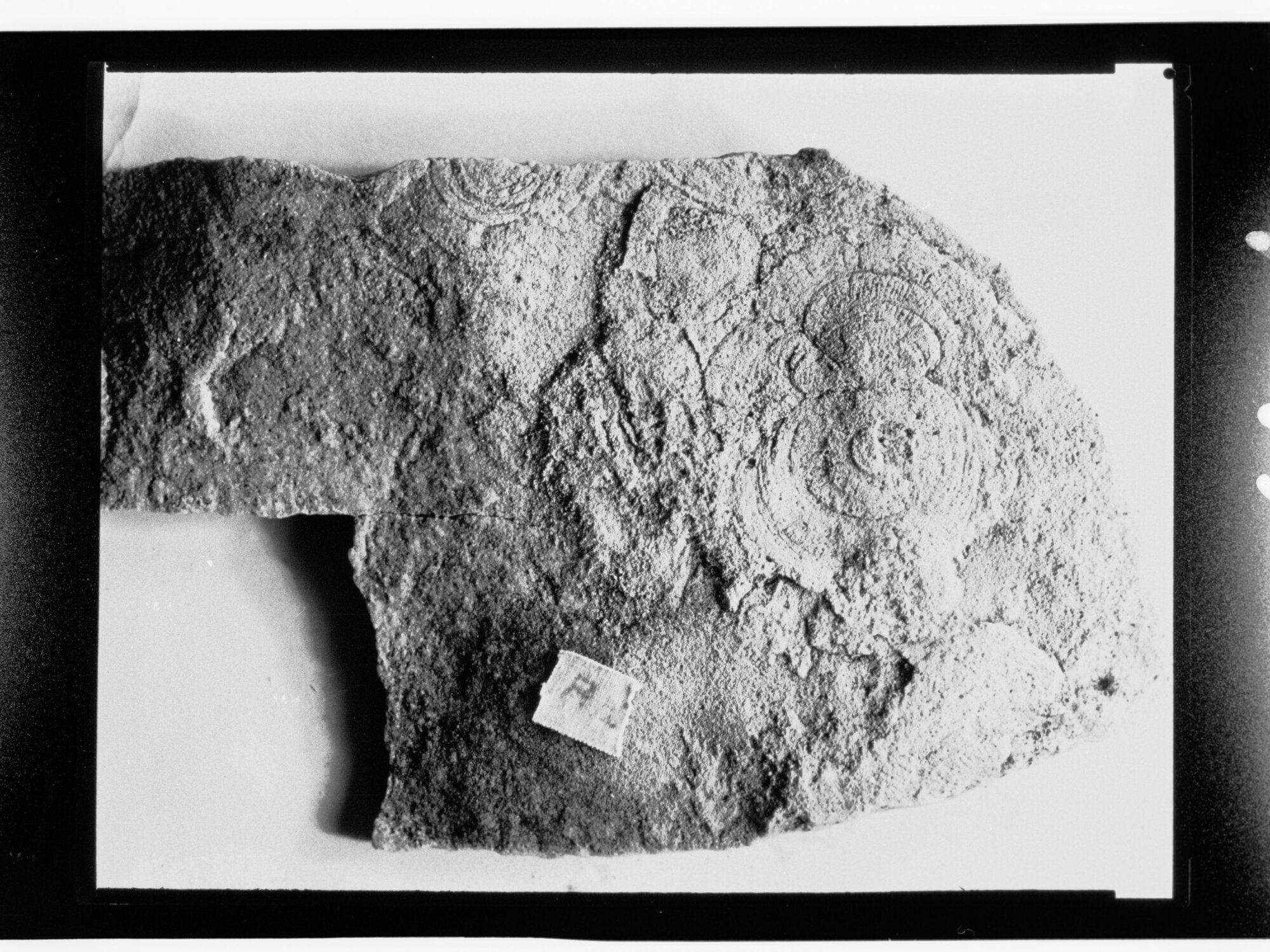 Fossil from Ediacara