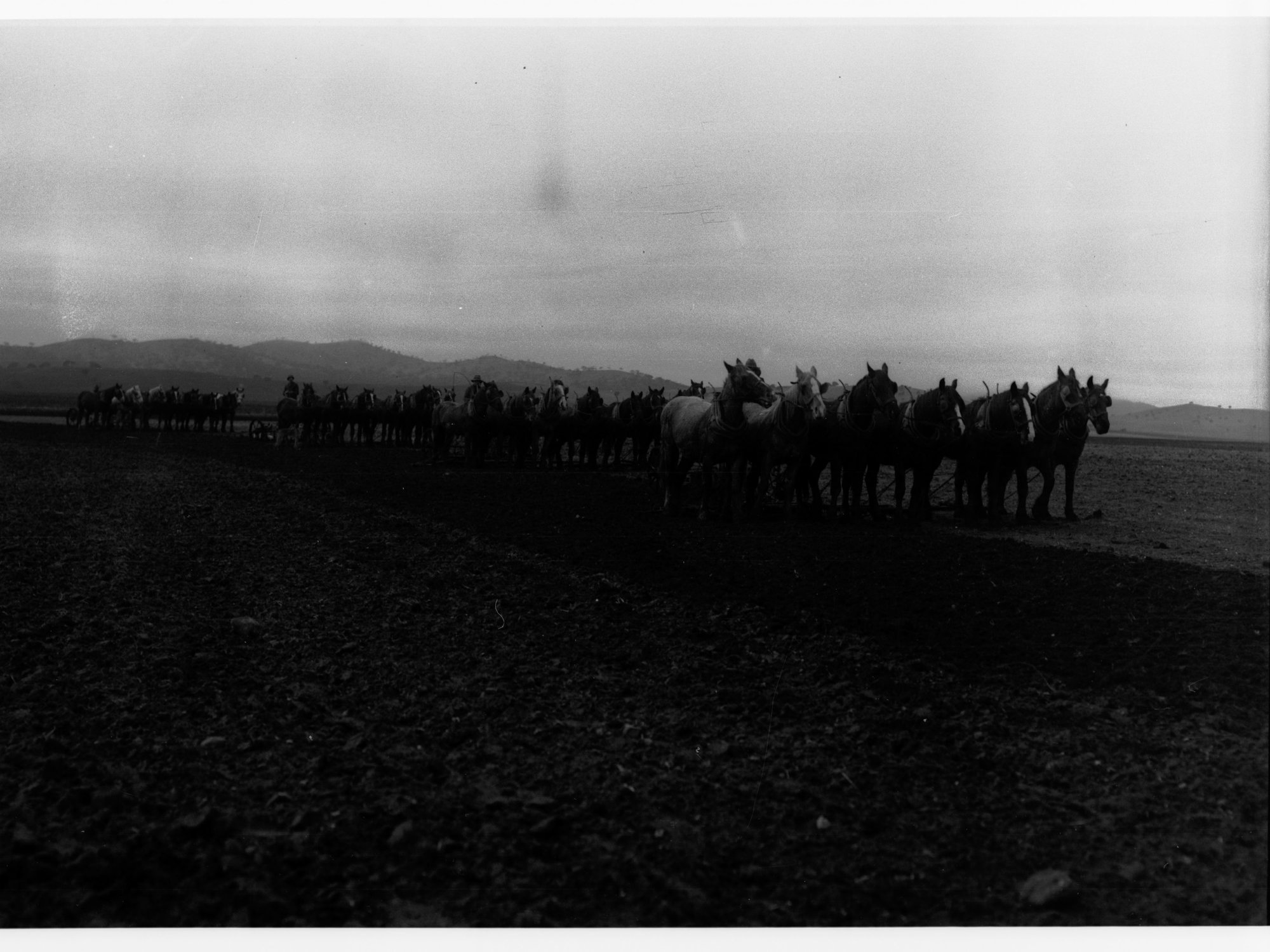 Horse teams pulling ploughing machinery