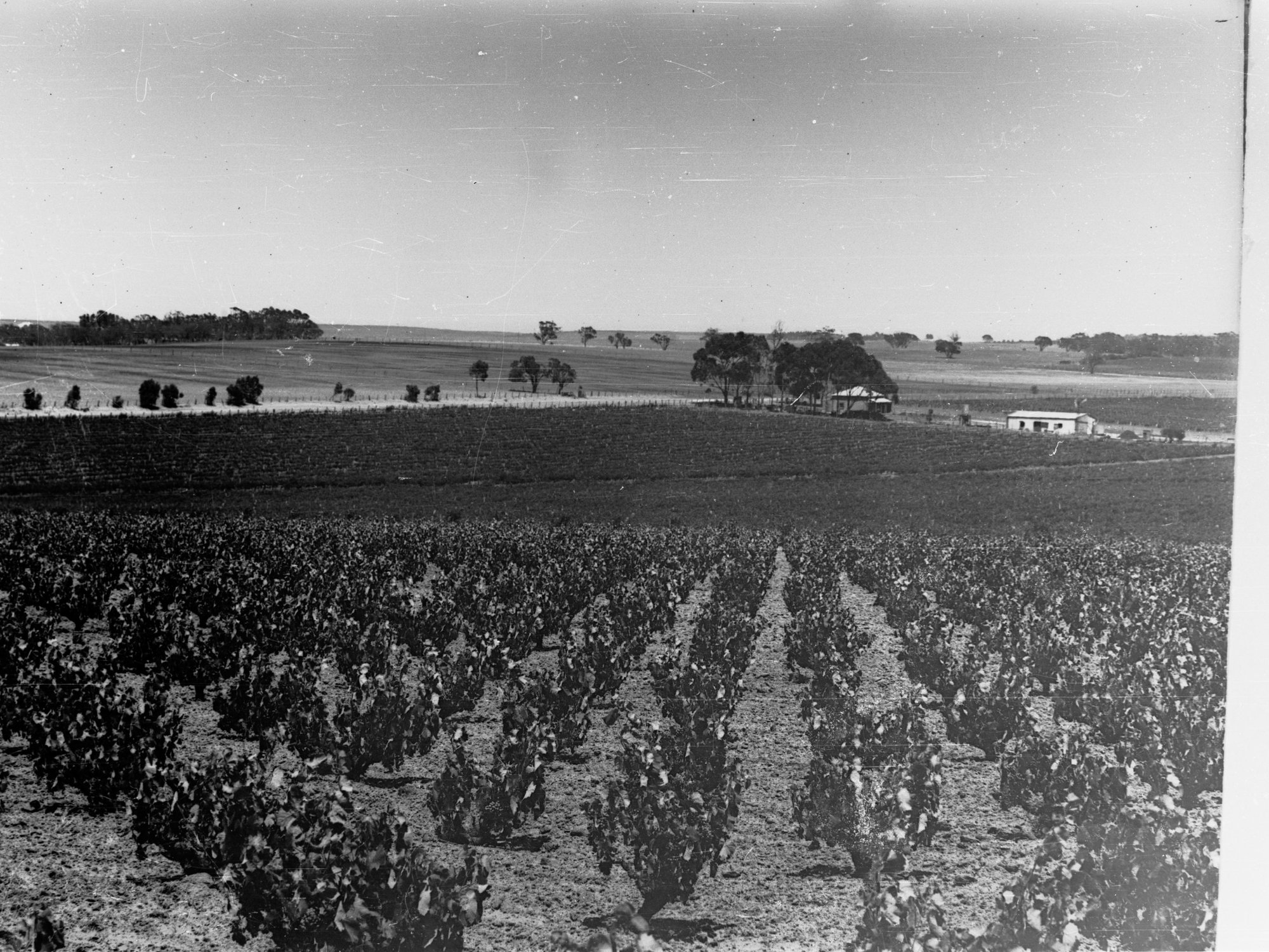 Vineyards at Reynella