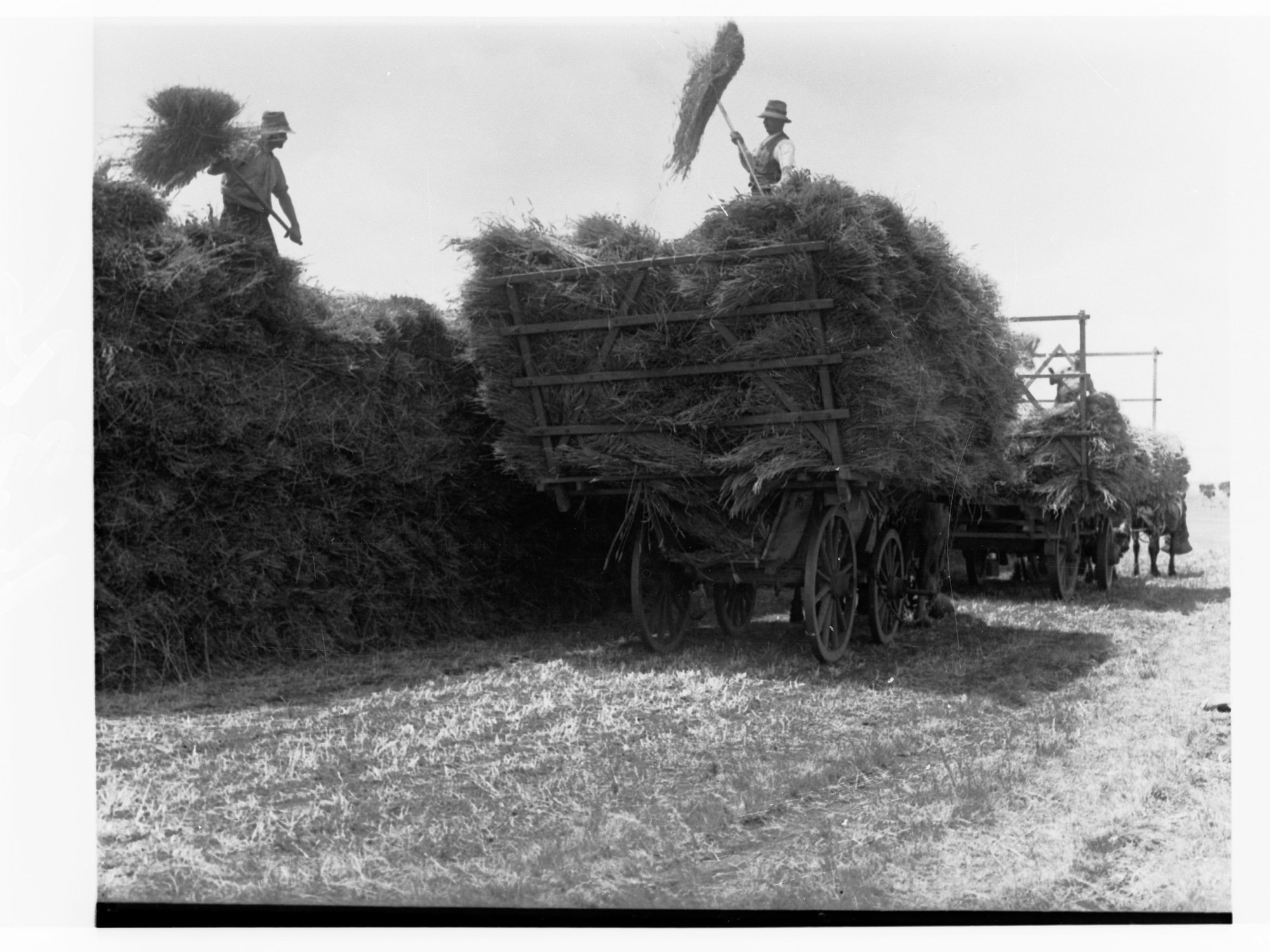 Turretfield, Government Stud Farm - Stacking Hay