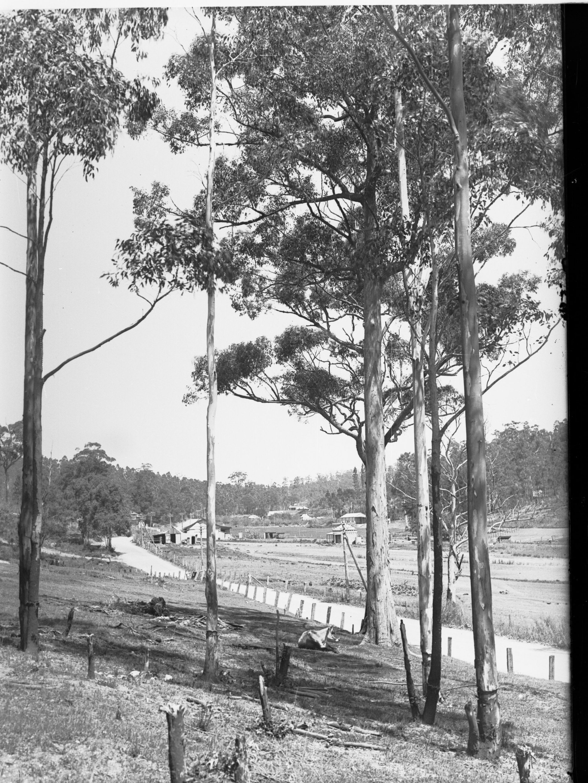 Road at Forest Range