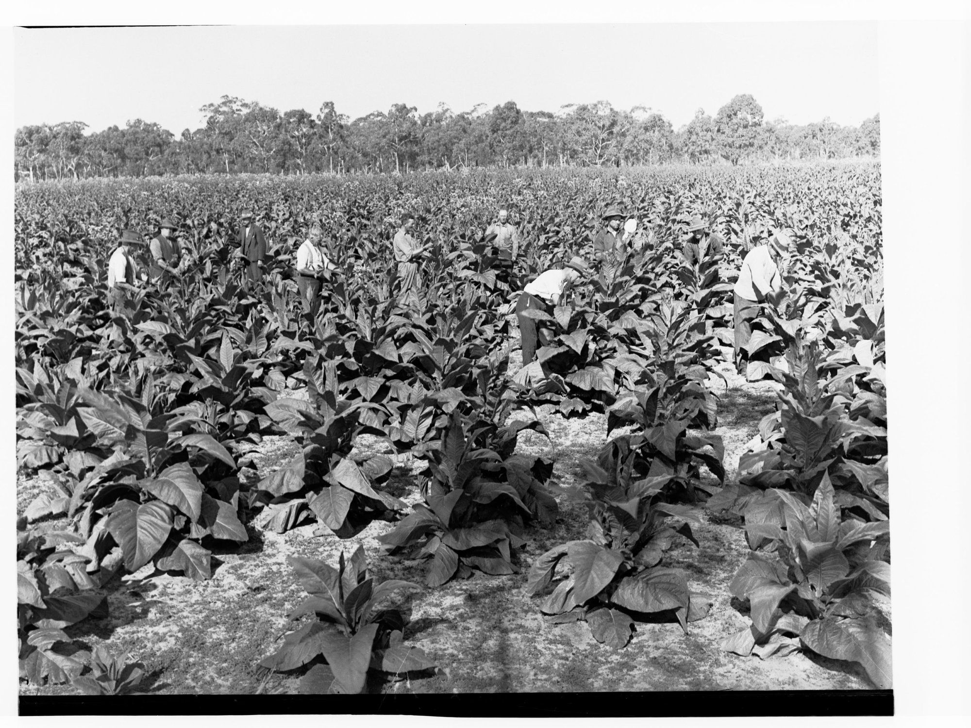 Tobacco being picked by hand