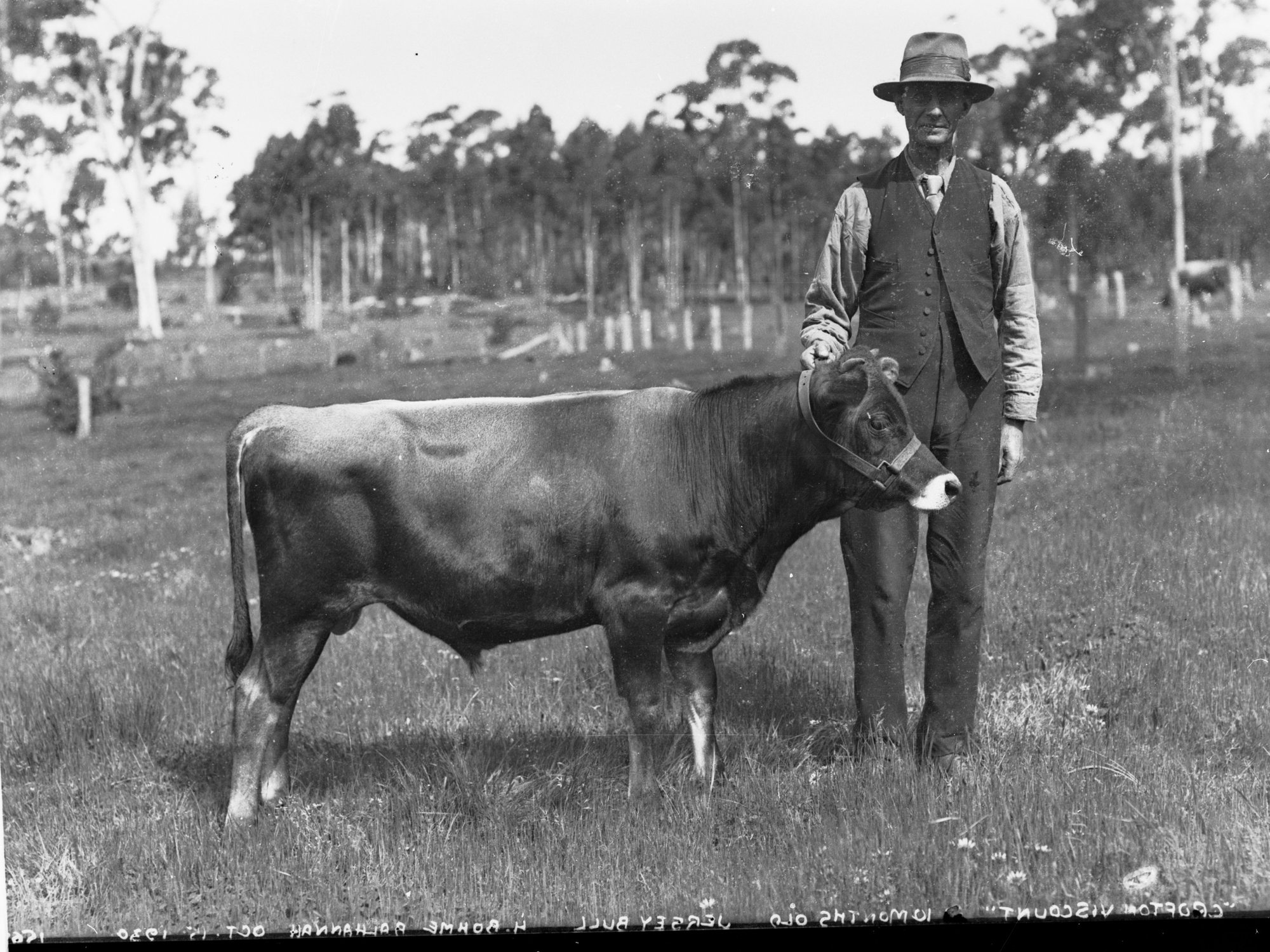 Jersey Bull, Balhannah