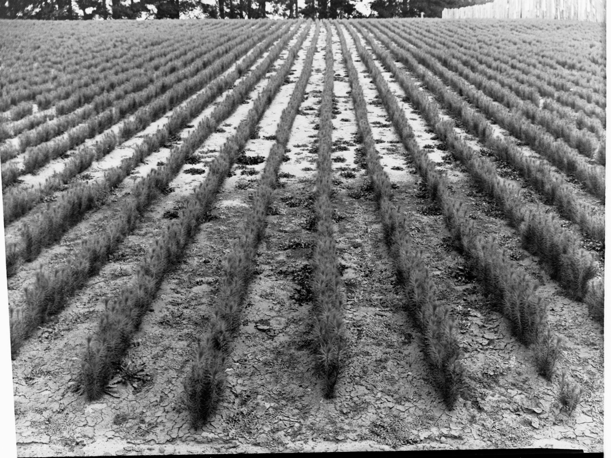 Seedlings in a nursery at Pine Forest
