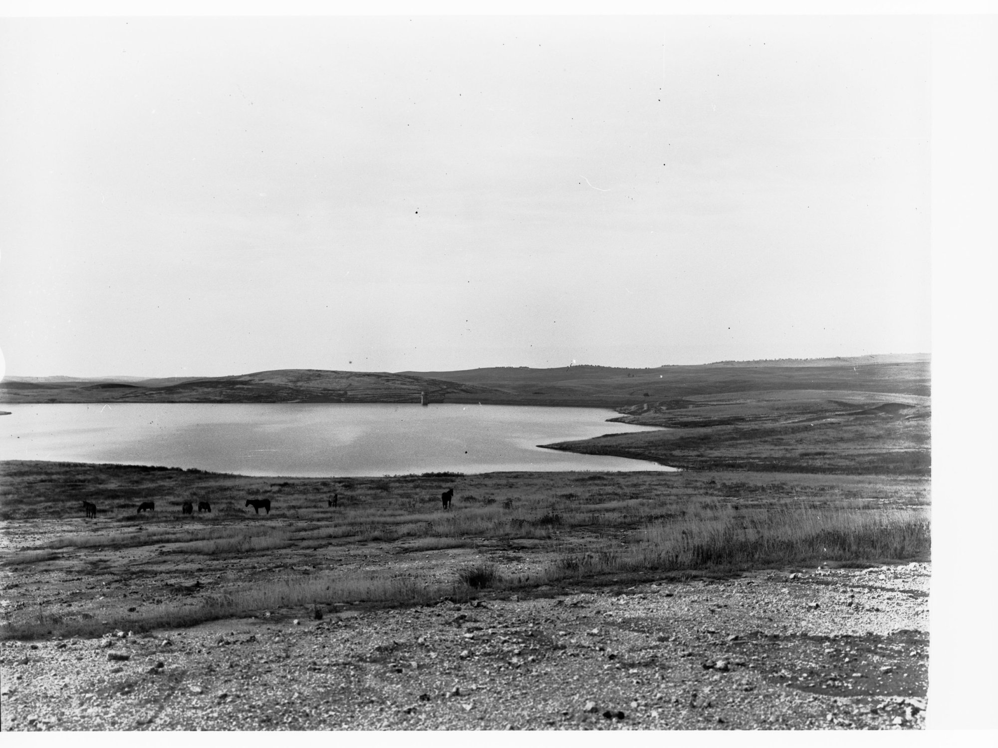 Bundaleer Reservoir - showing horses in a paddock