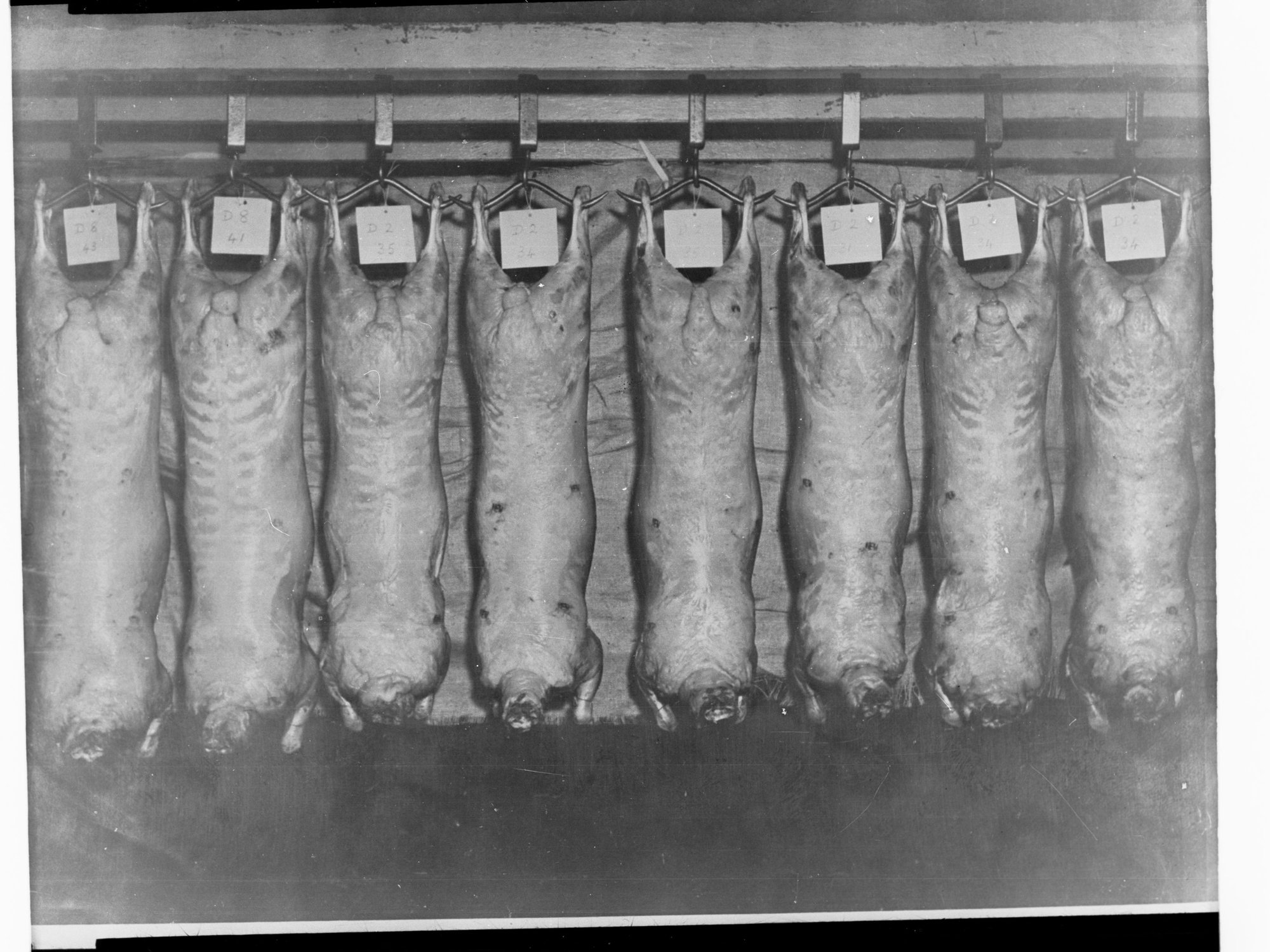 Agriculture - Sheep Carcasses