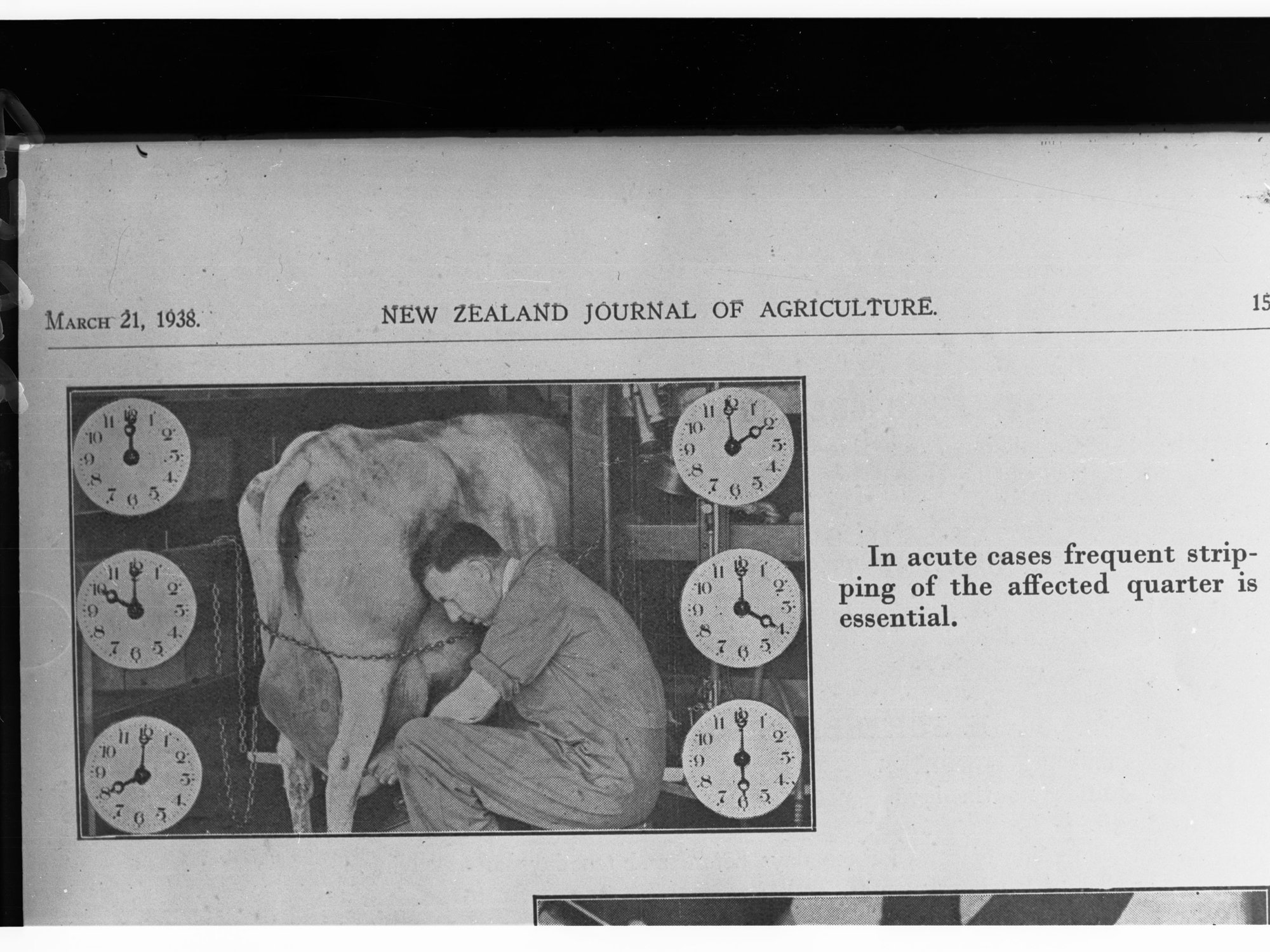 Mastitis Affected Cow Receiving Treatment