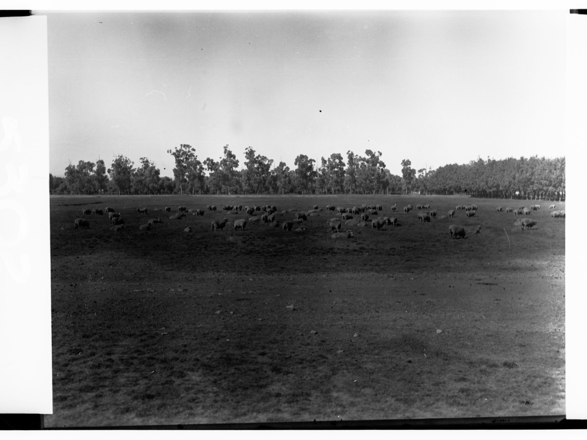 Sheep on a Farm at Islington