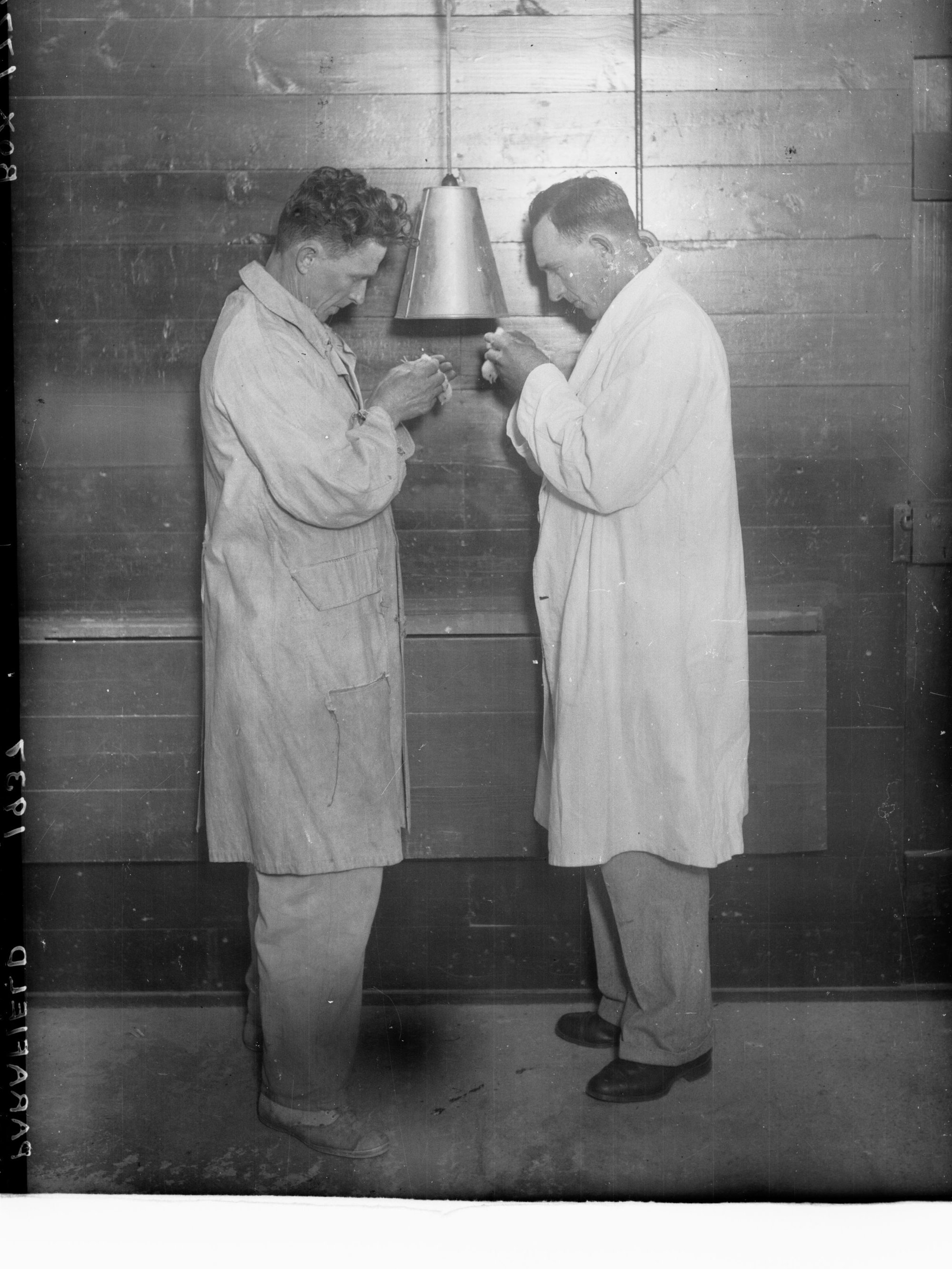 Two chicken sexers at Parafield Poultry farm