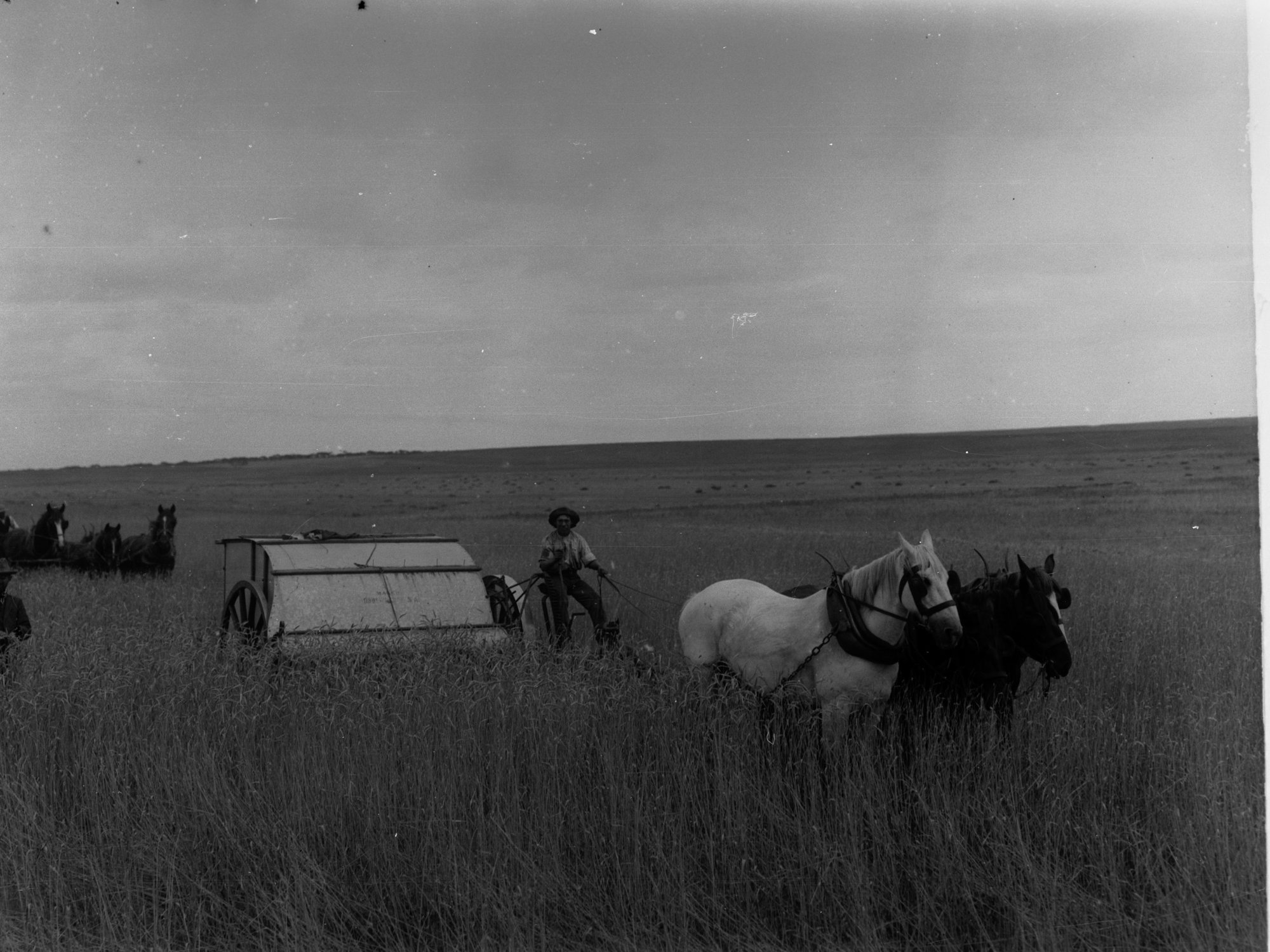 Stripper at work in wheat fields at Pinnaroo