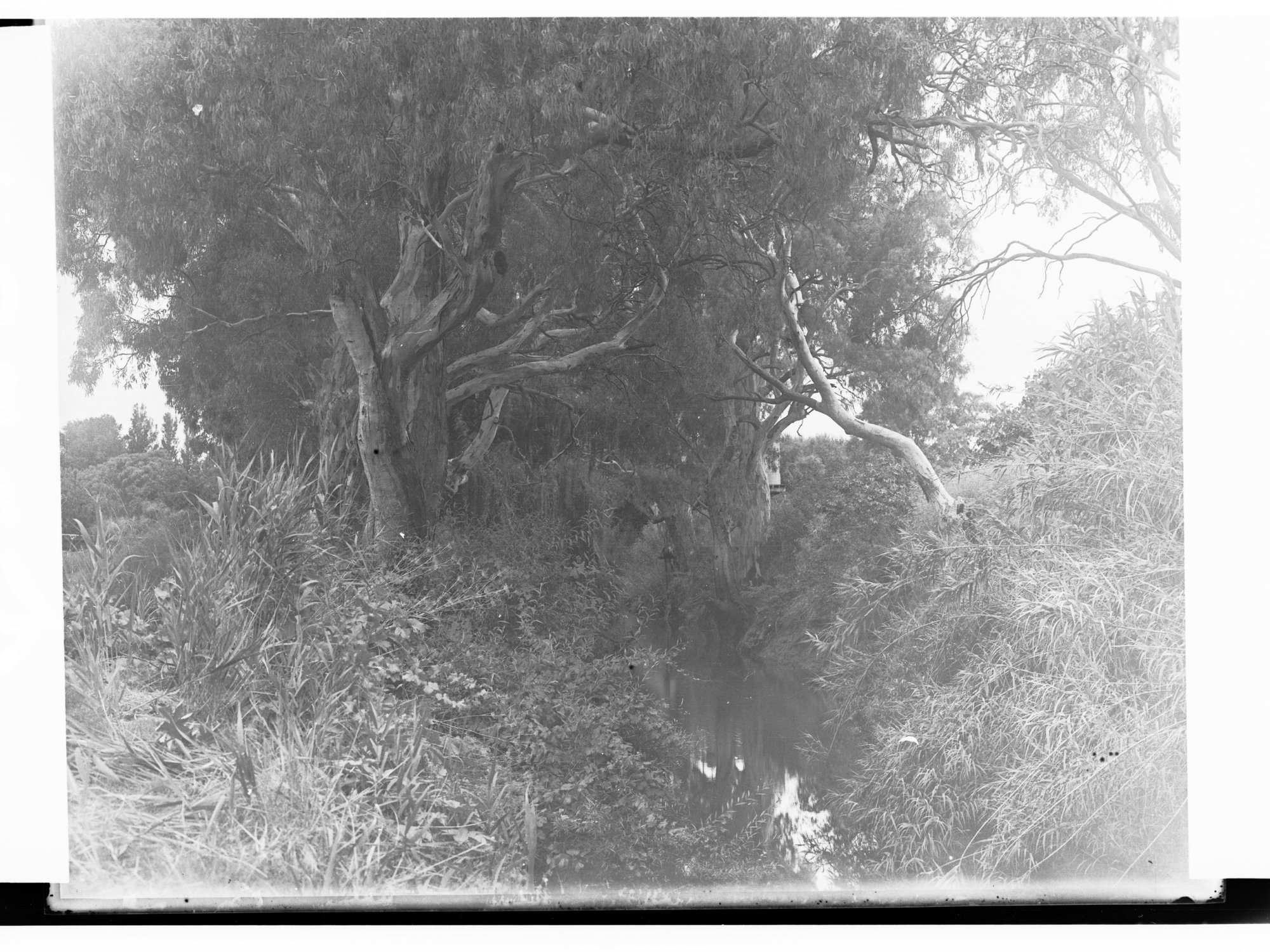 On the Torrens River Near Fulham