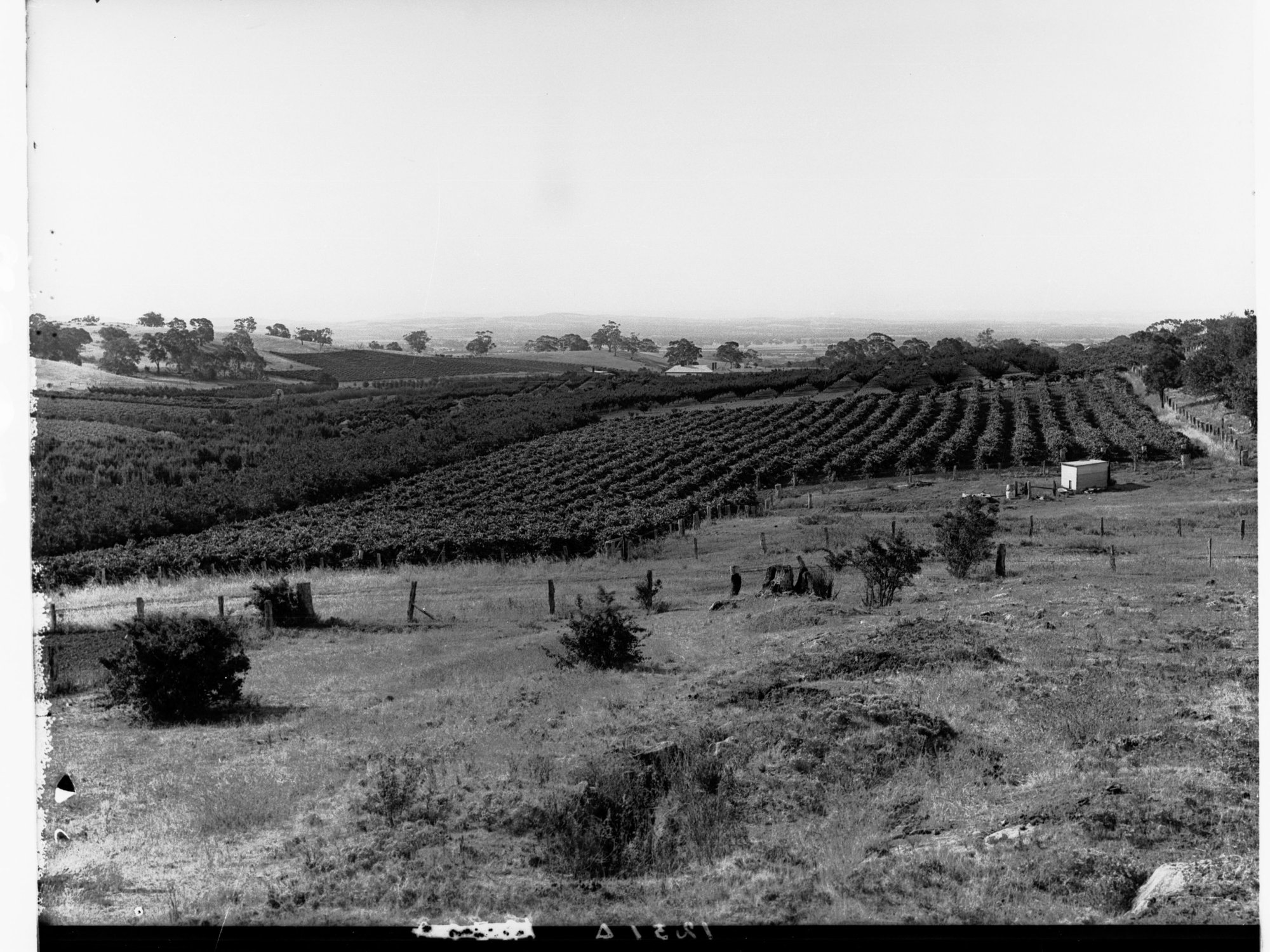 Angaston Orchard