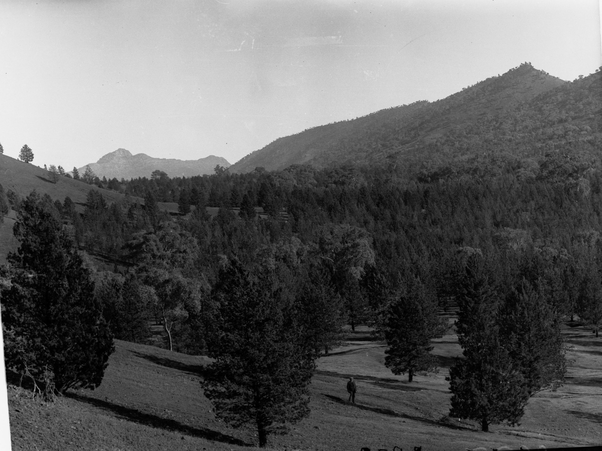 Hill showing man standing between trees